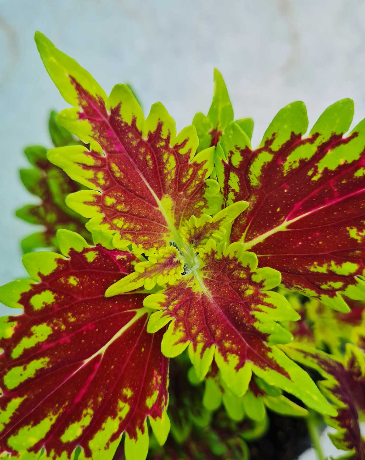 Coleus variés (Plectranthus scutellarioides)
