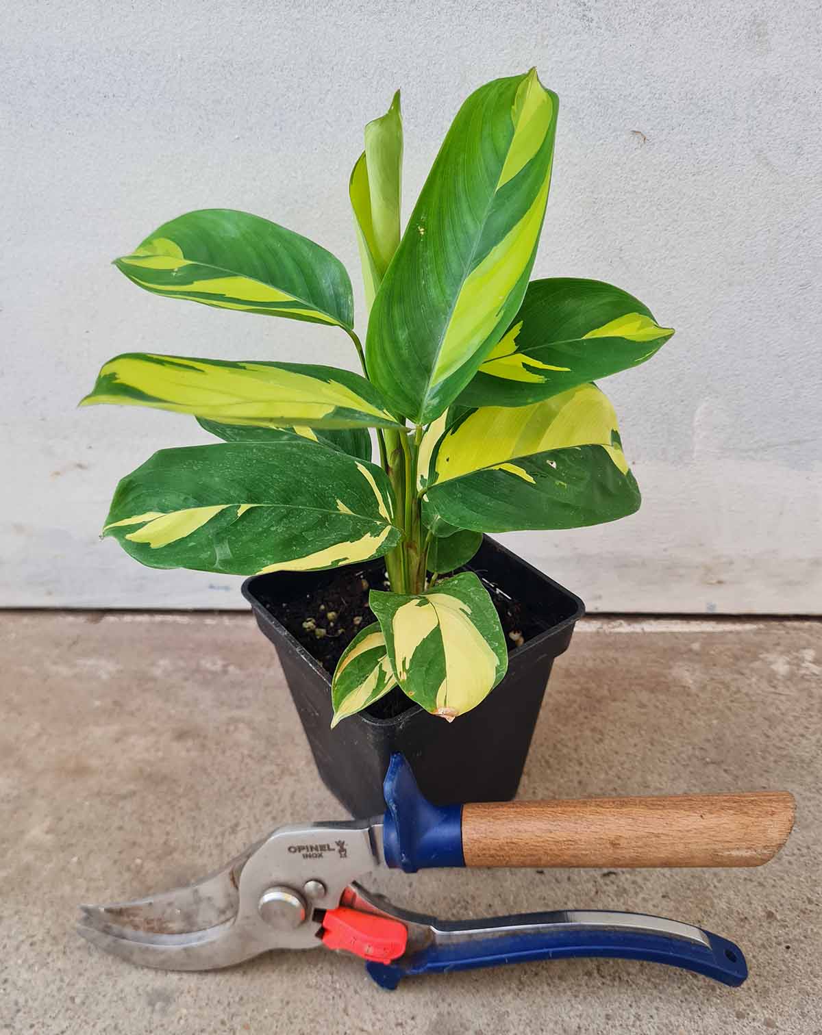 Ctenanthe lubbersiana 'Golden Mosaic'