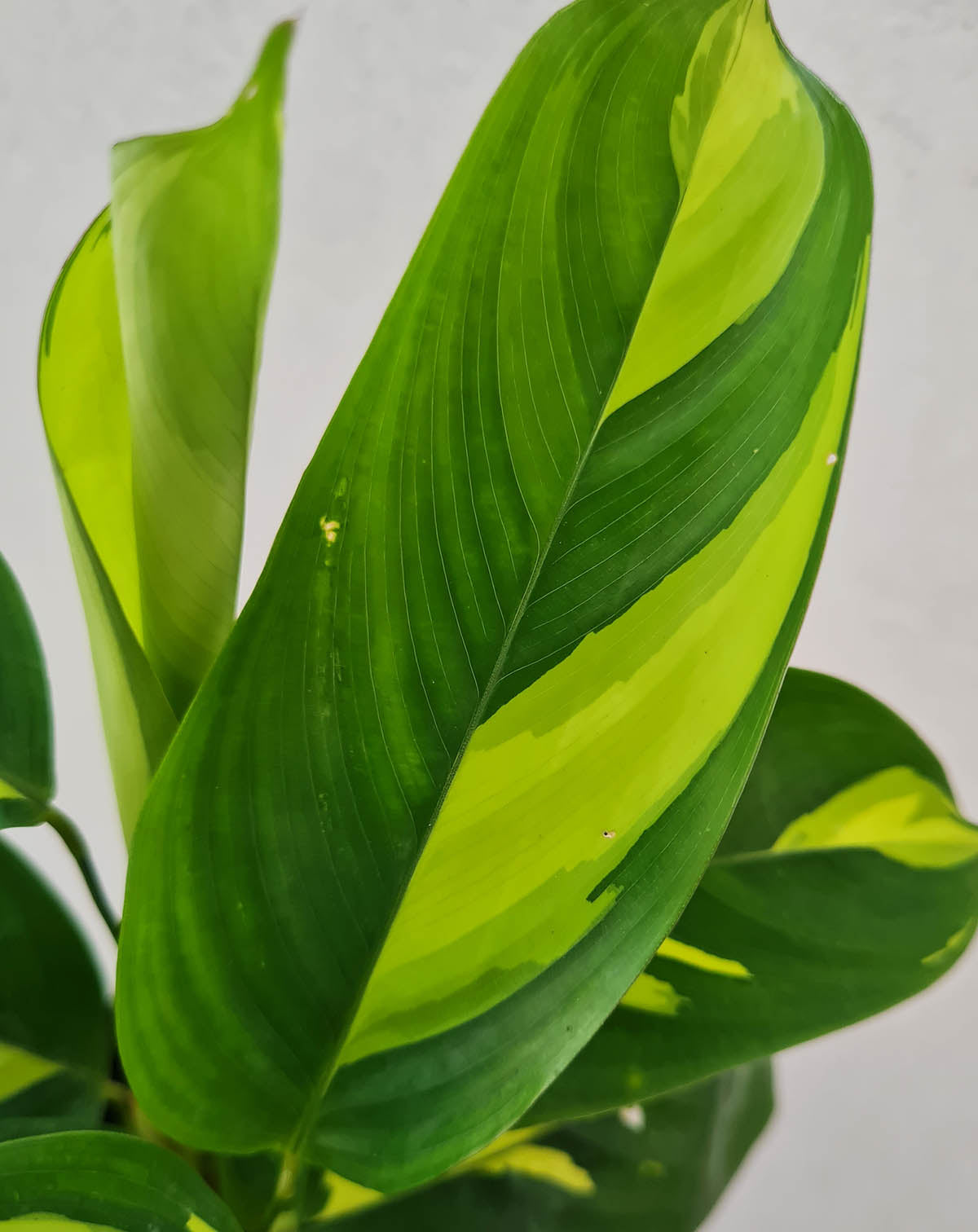 Ctenanthe lubbersiana 'Golden Mosaic'