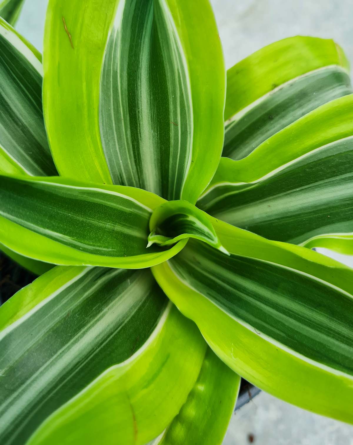 Dracaena fragrans 'Lemon Lime'