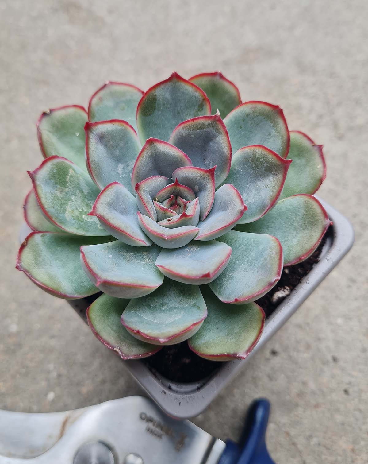 Echeveria