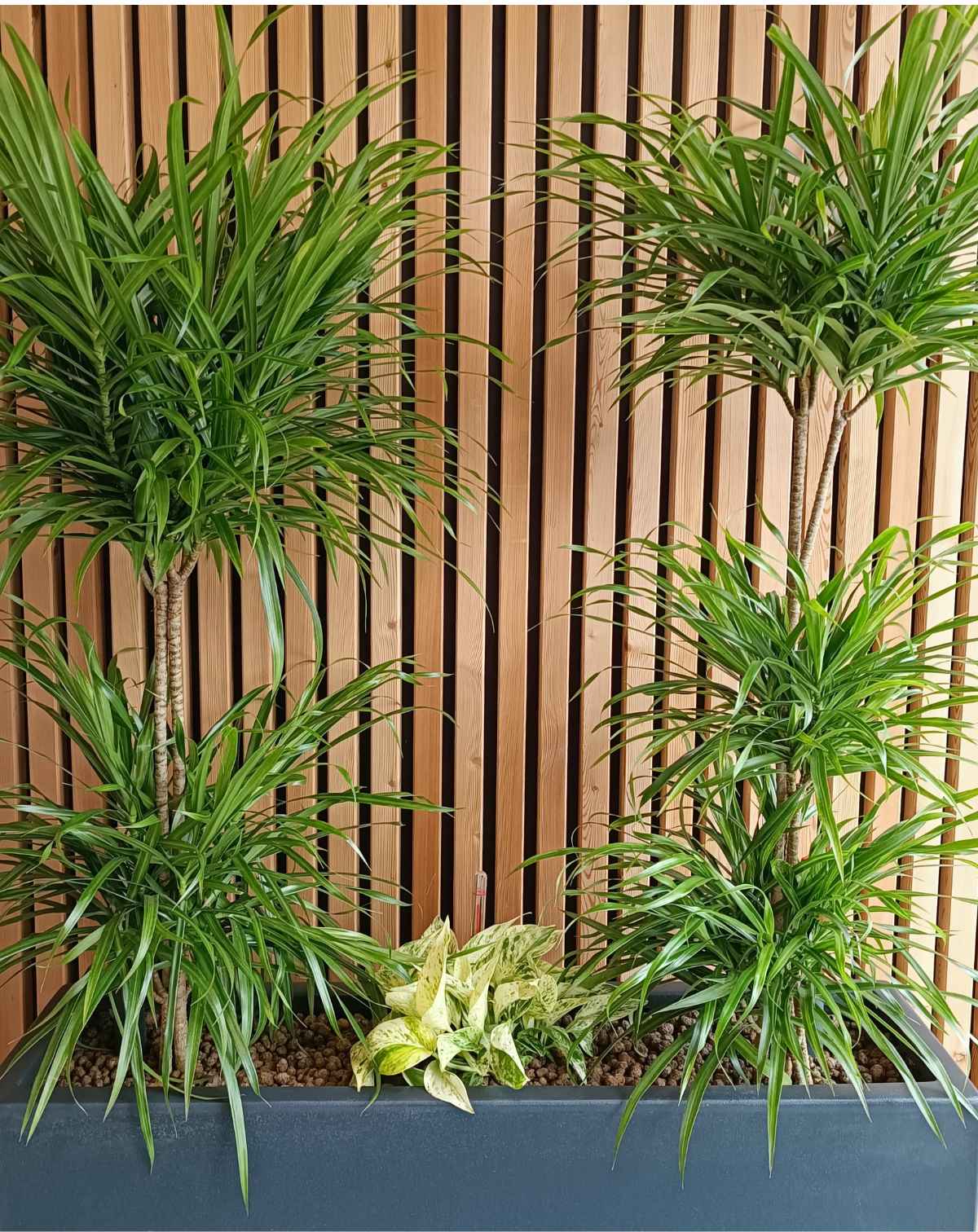 Entretien de vos plantes