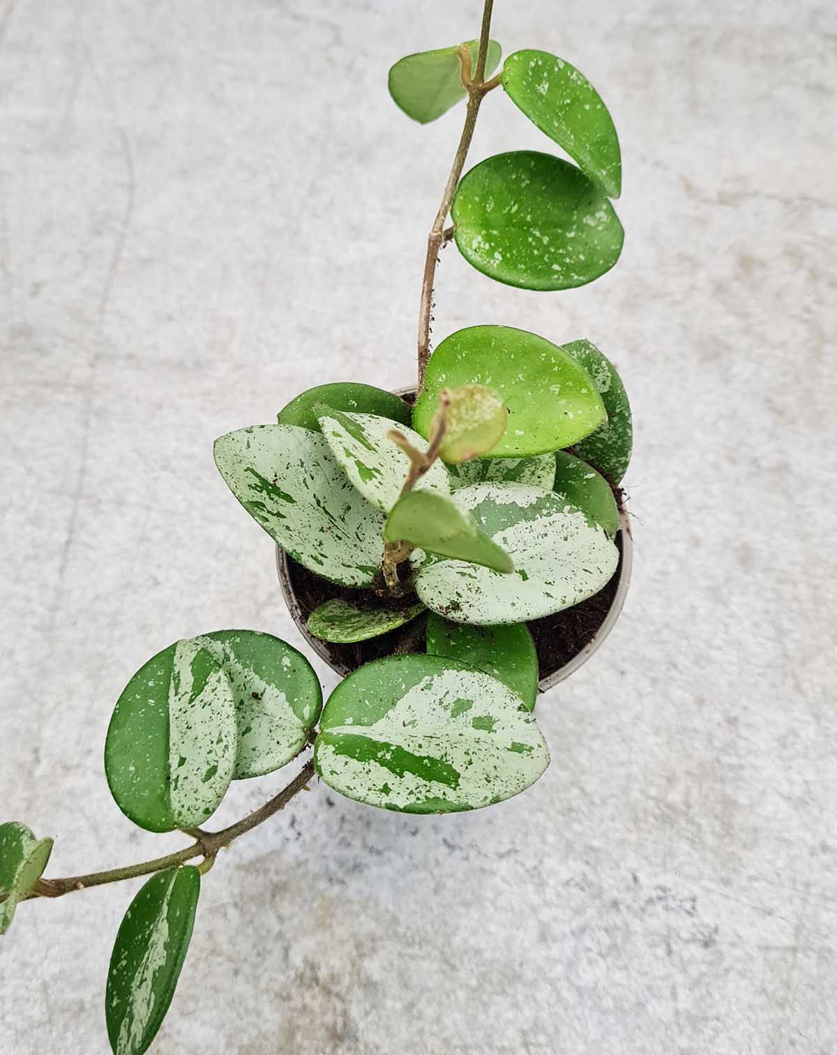 Hoya 'Mathilde Splash'