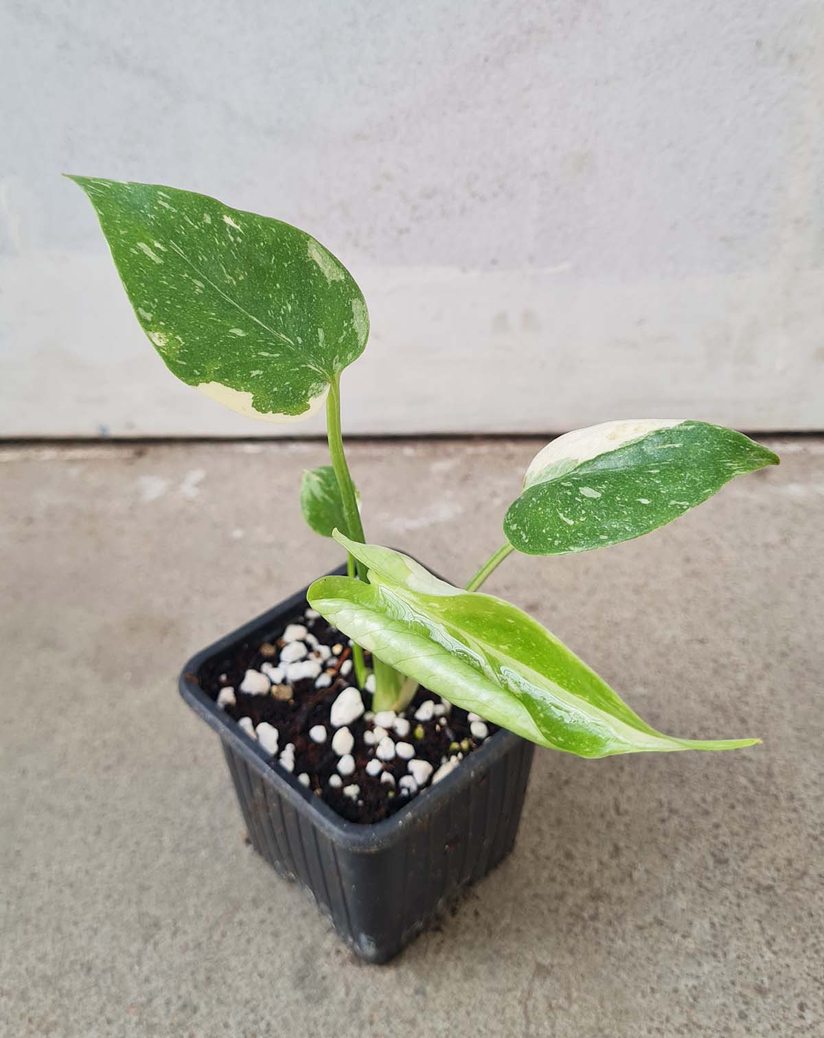 Monstera 'Thai Constellation'