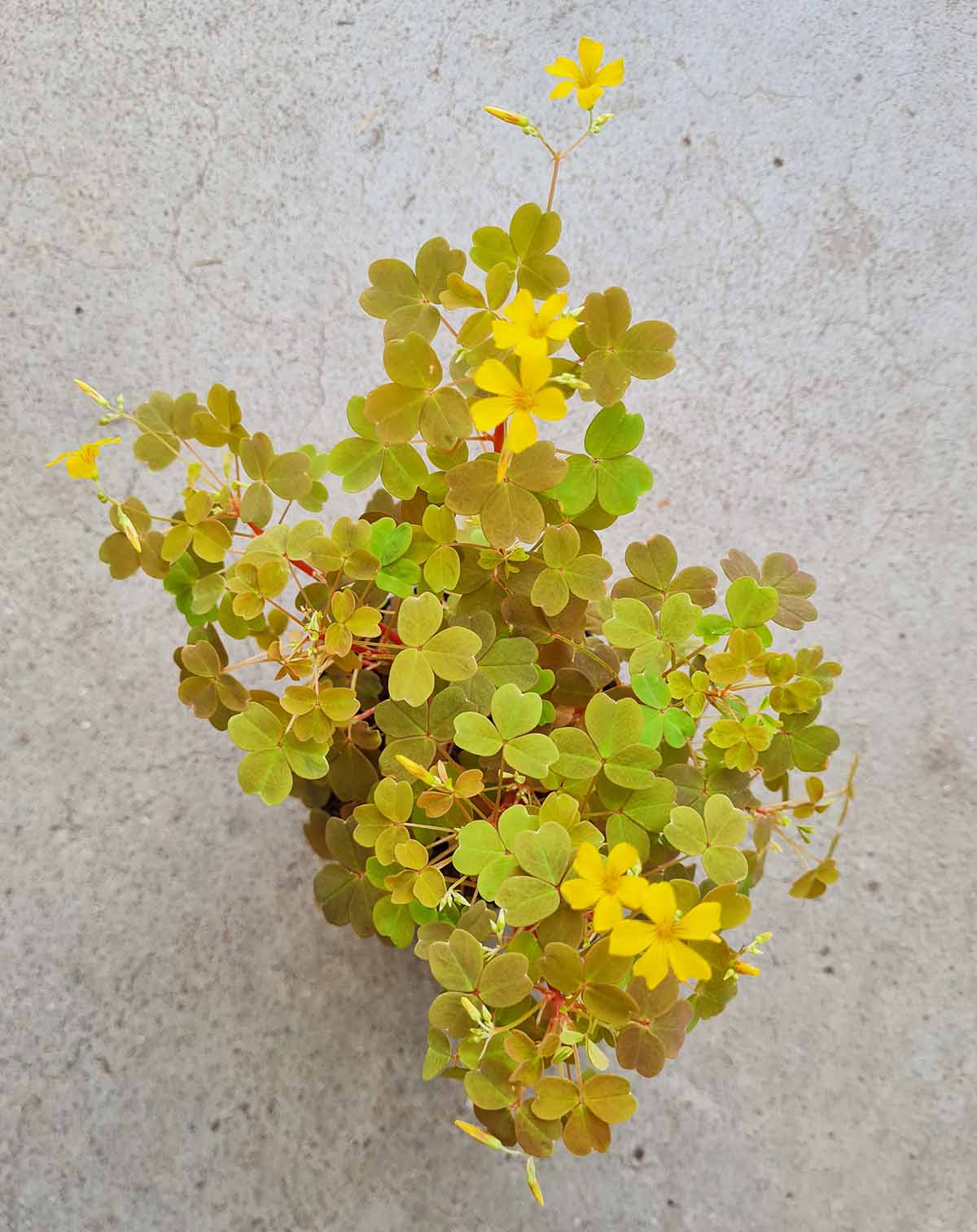 Oxalis vulcanicola