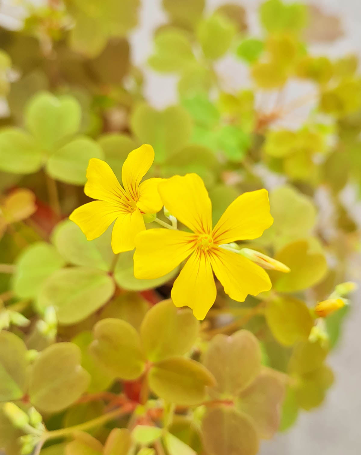 Oxalis vulcanicola