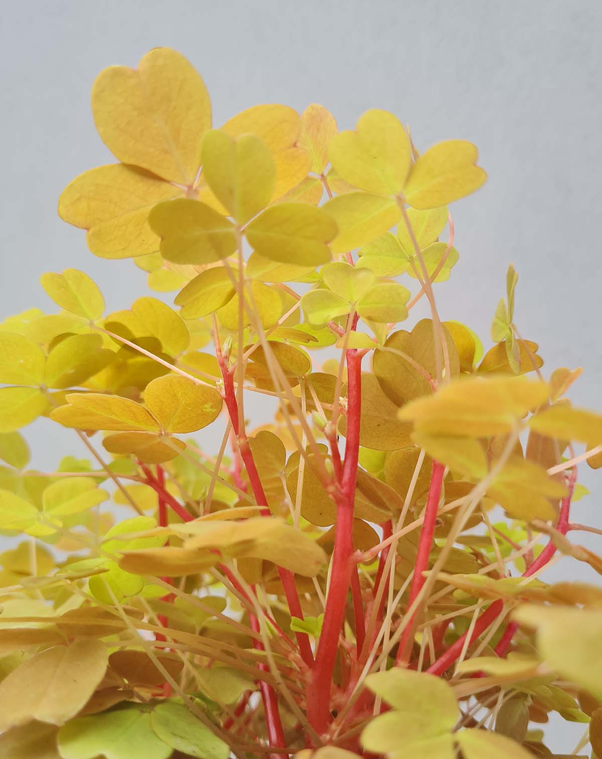 Oxalis vulcanicola