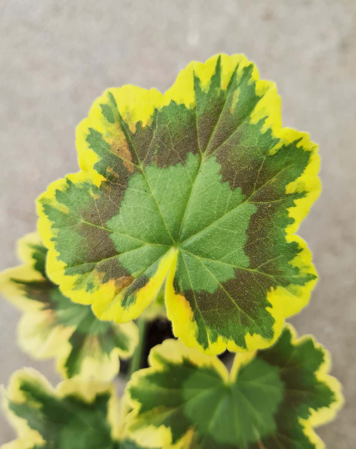 Pelargonium 'Mrs Pollock'
