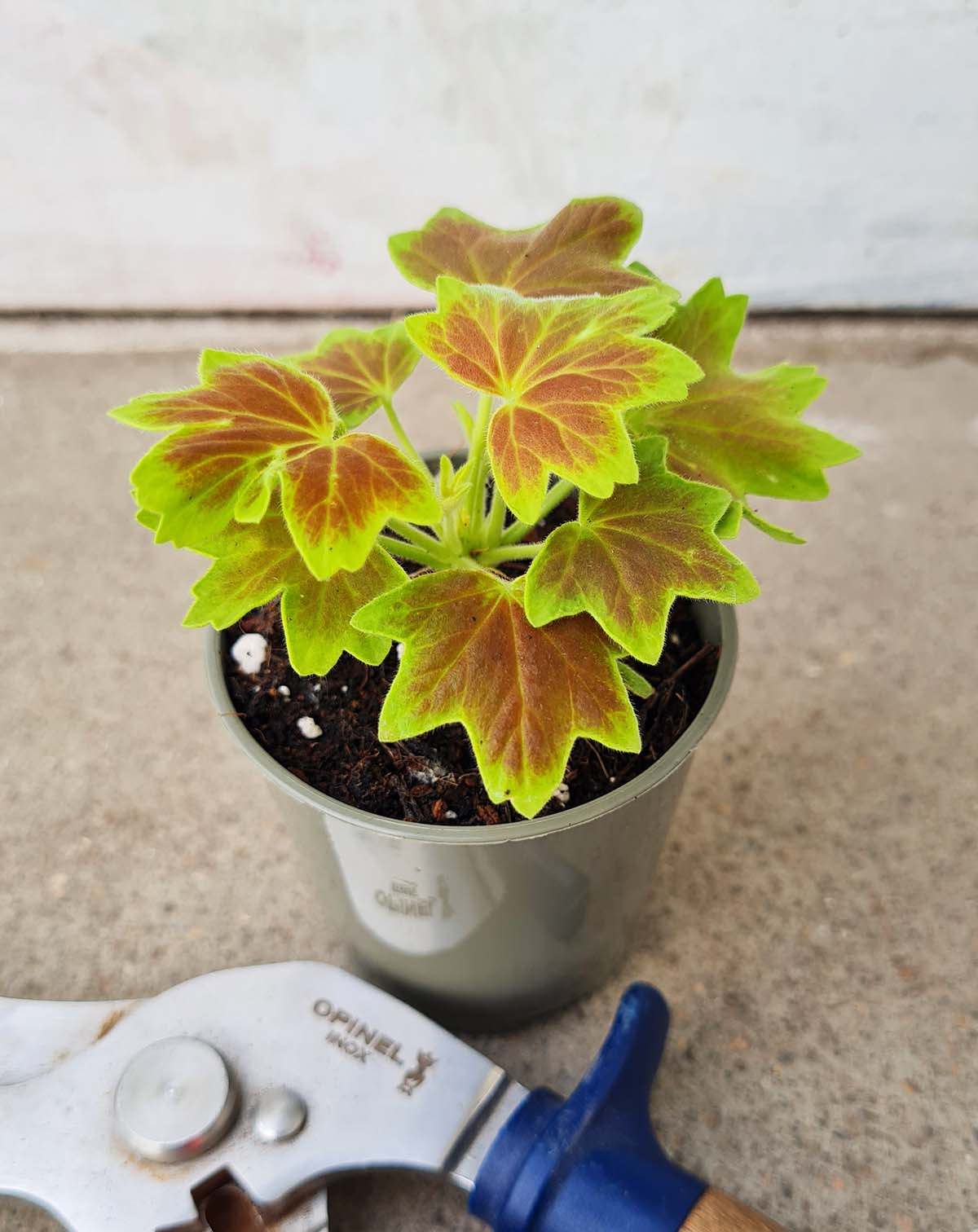 Pelargonium 'Vancouver'