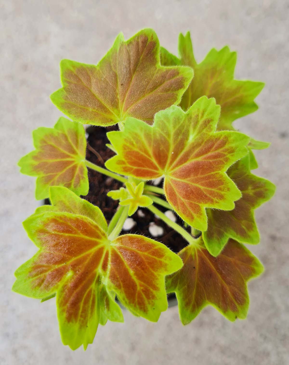 Pelargonium 'Vancouver'