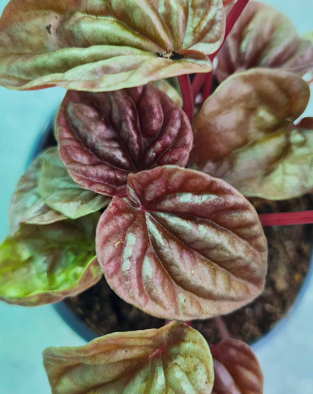 Peperomia caperata 'Quito'