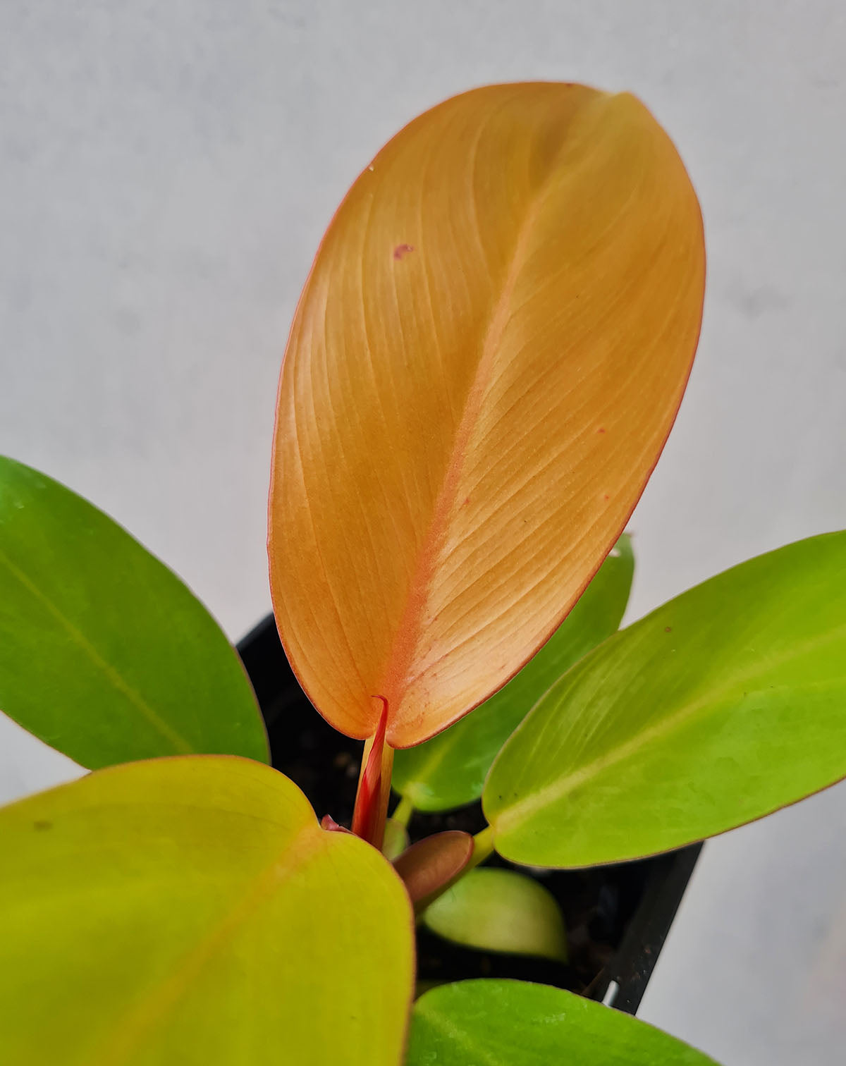 exotenherz - Philodendron Prince of Orange Ami d'arbre Pot de 14