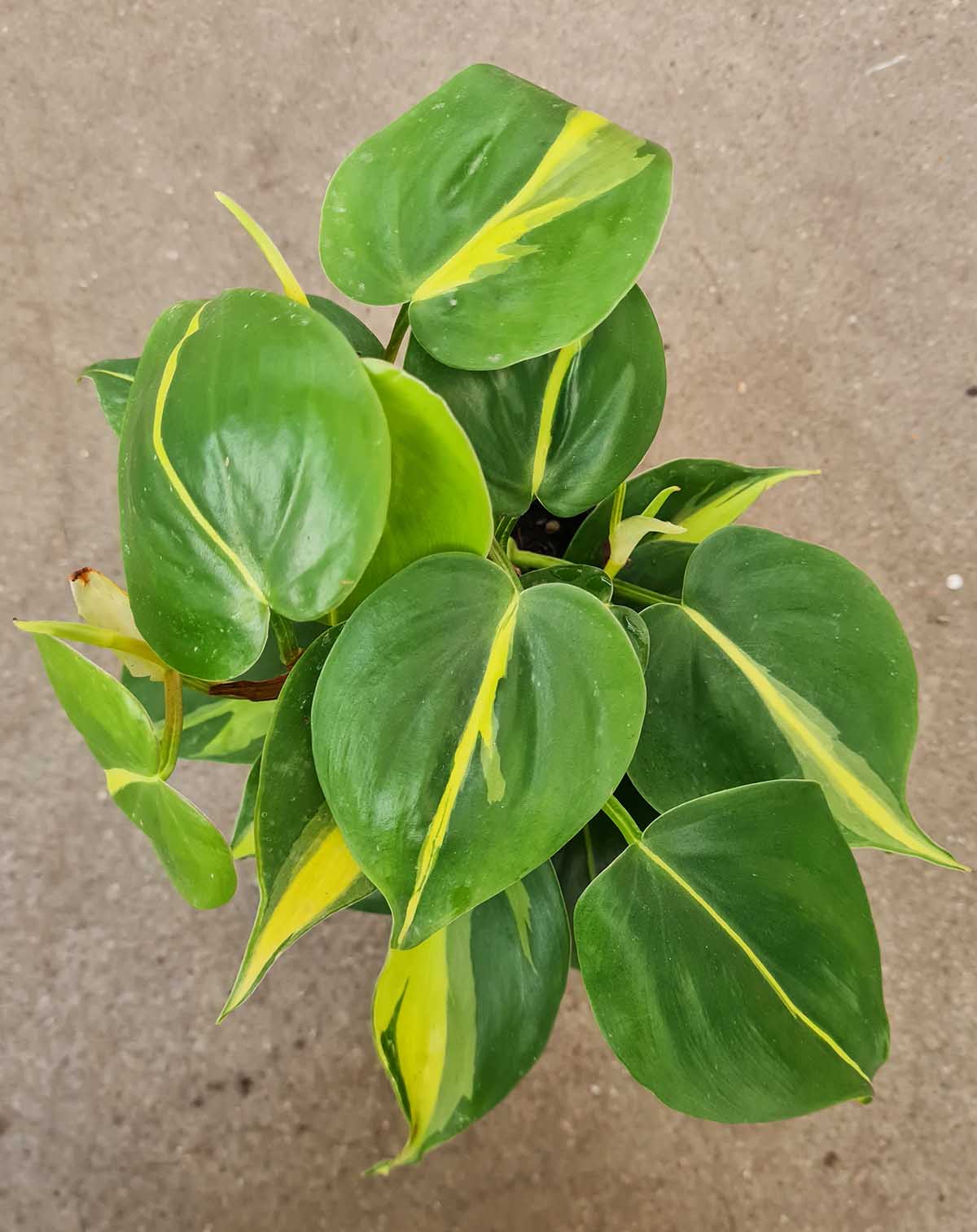 Philodendron scandens 'Brasil'