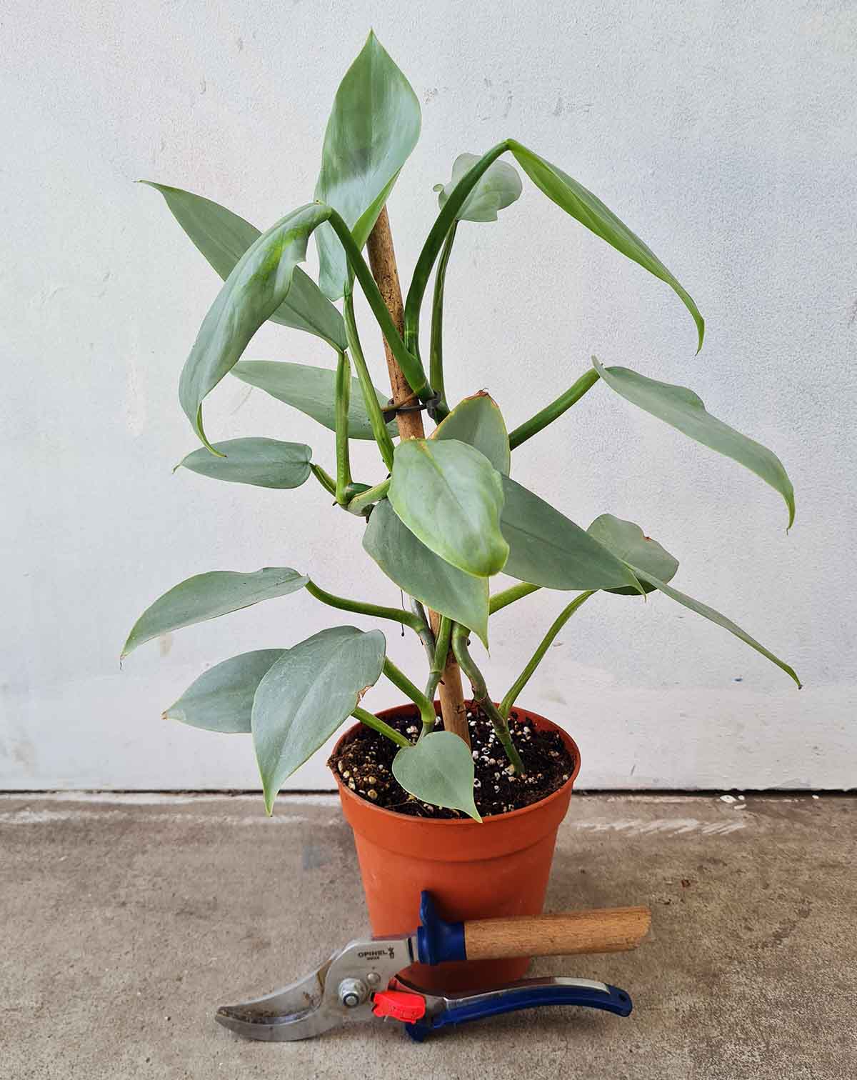 Philodendron hastatum