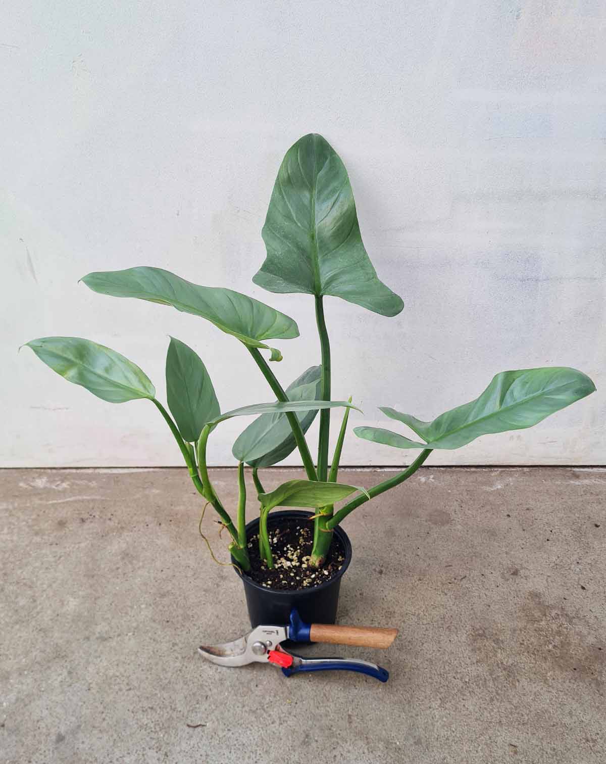 Philodendron hastatum