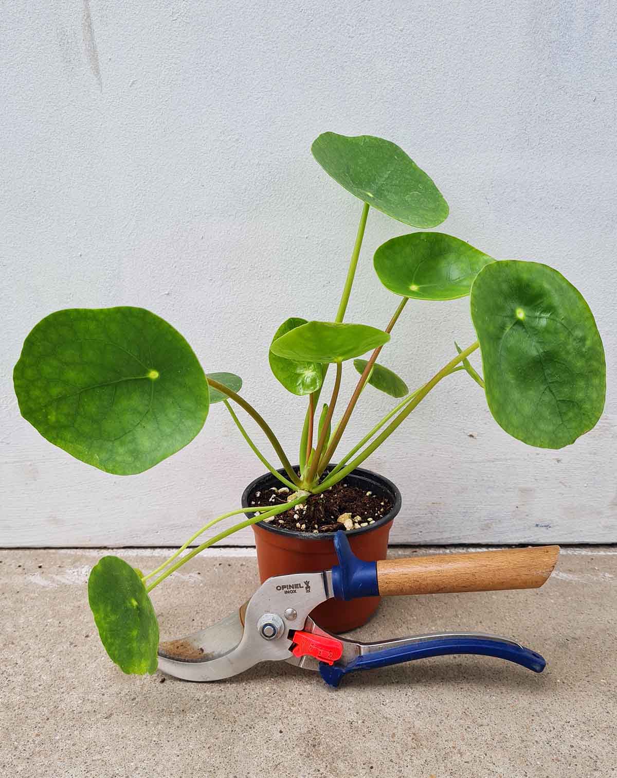 Pilea peperomioides (anciennement 'Mojito')