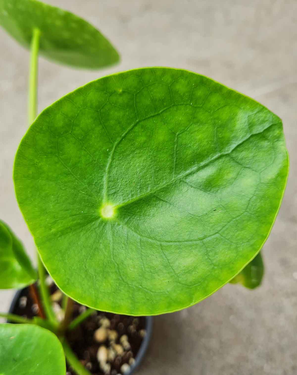 Pilea peperomioides (anciennement 'Mojito')