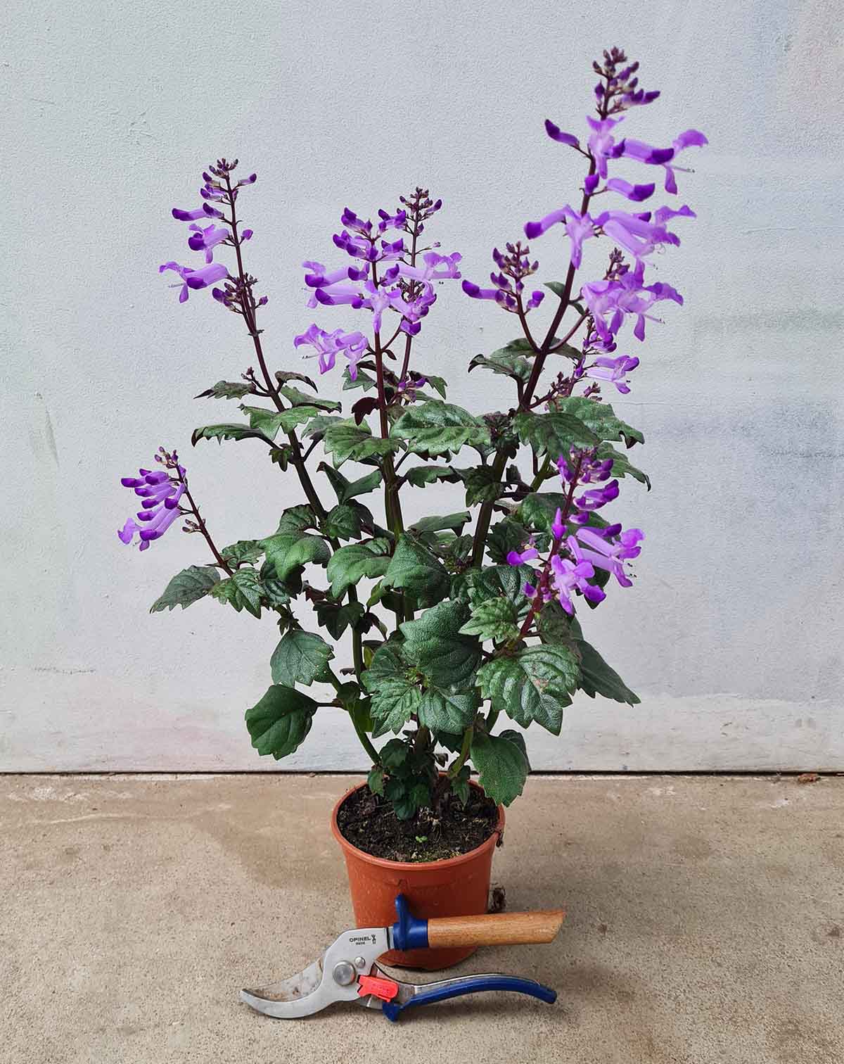 Plectranthus ‘Magic Mona Purple’