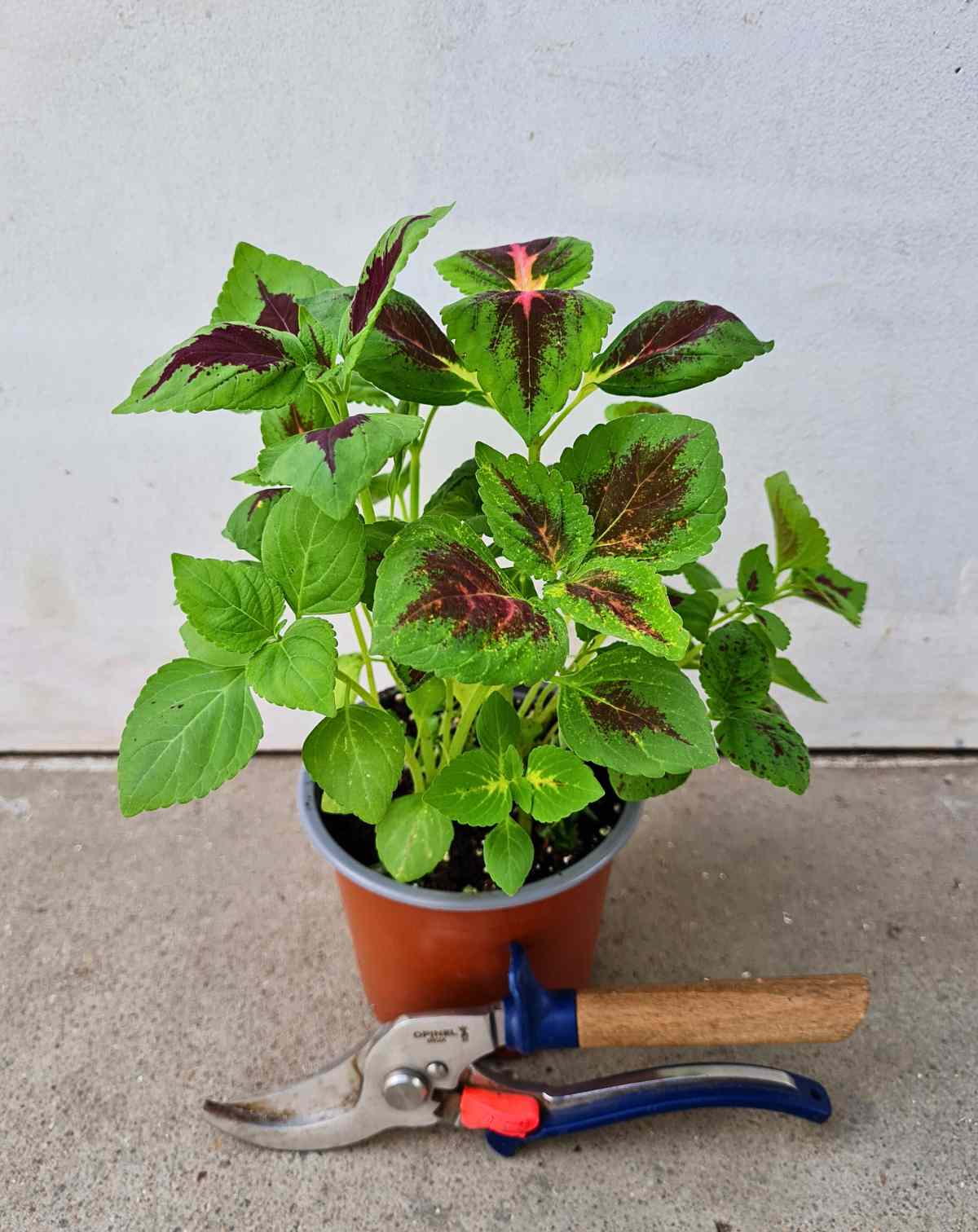 Coleus variés (Plectranthus scutellarioides)