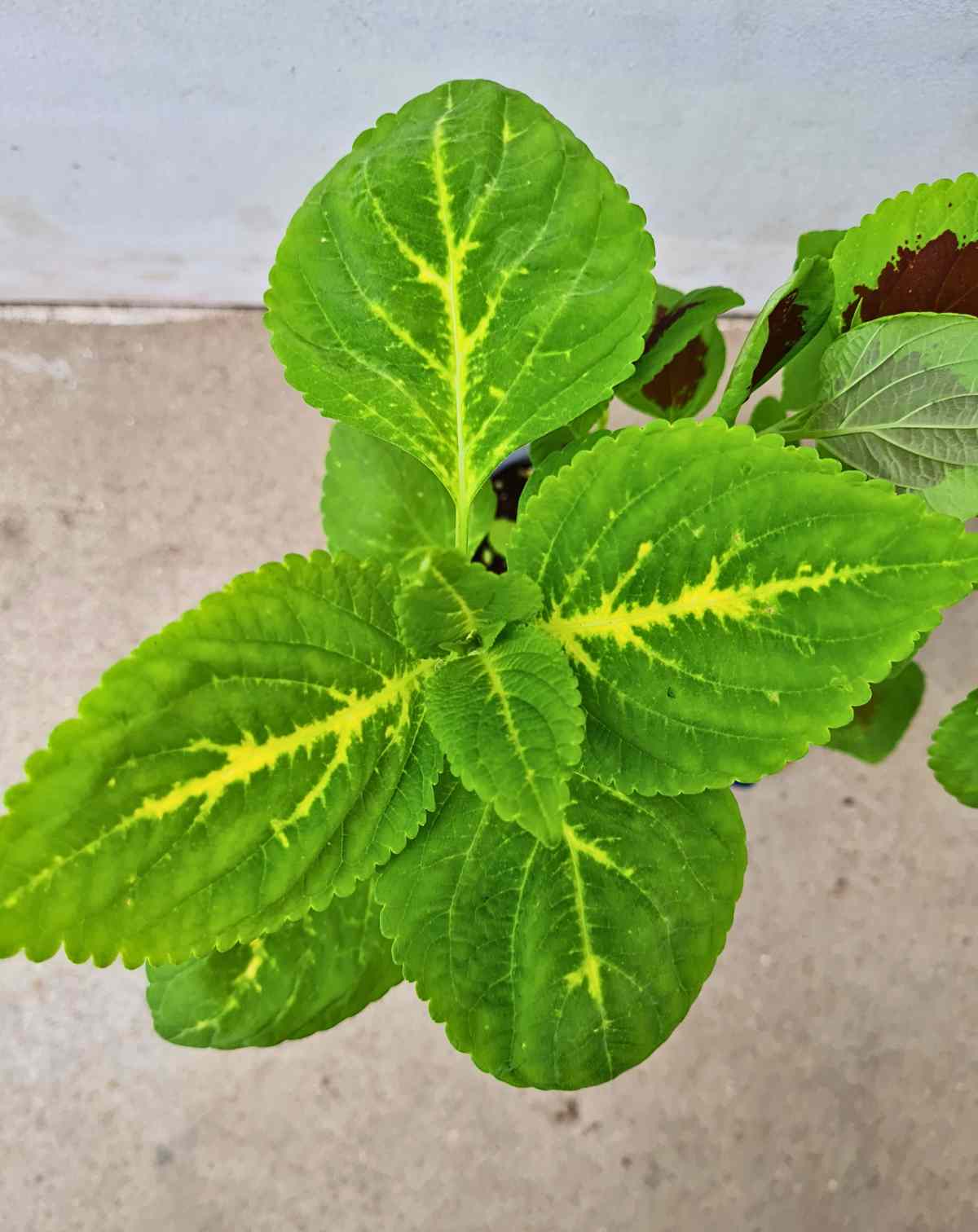 Coleus variés (Plectranthus scutellarioides)