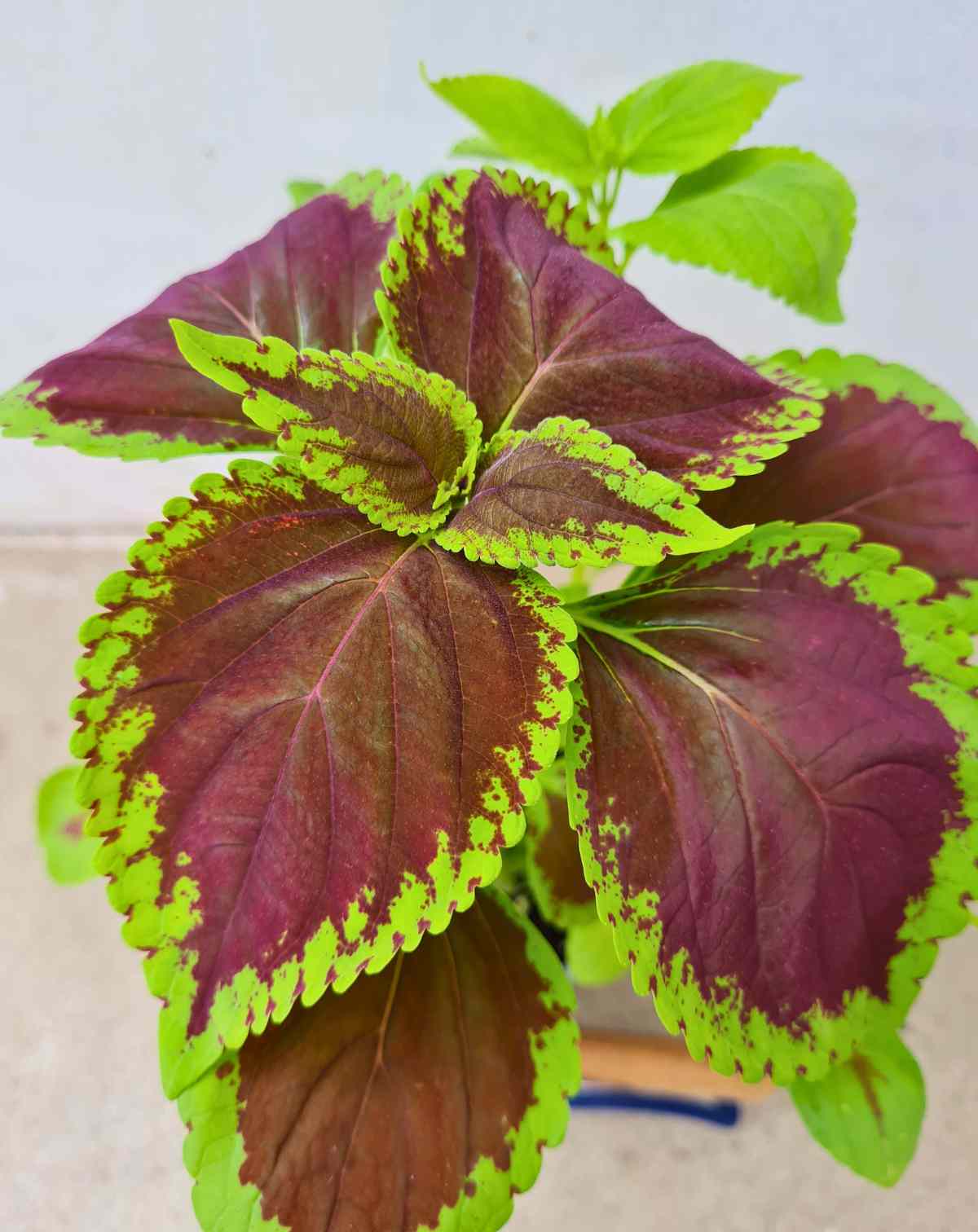 Coleus variés (Plectranthus scutellarioides)