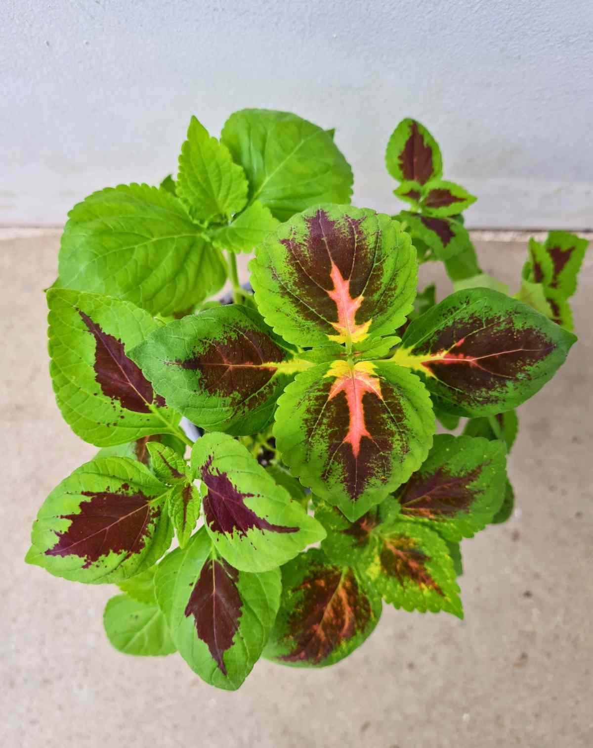 Coleus variés (Plectranthus scutellarioides)