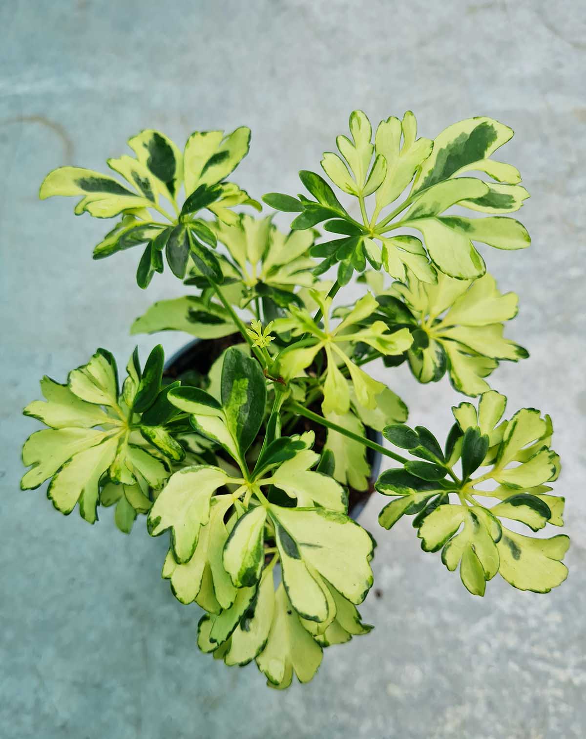 Schefflera arboricola 'Janine'