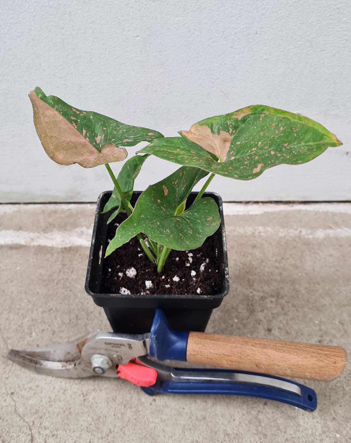 Syngonium podophyllum roseomaculata