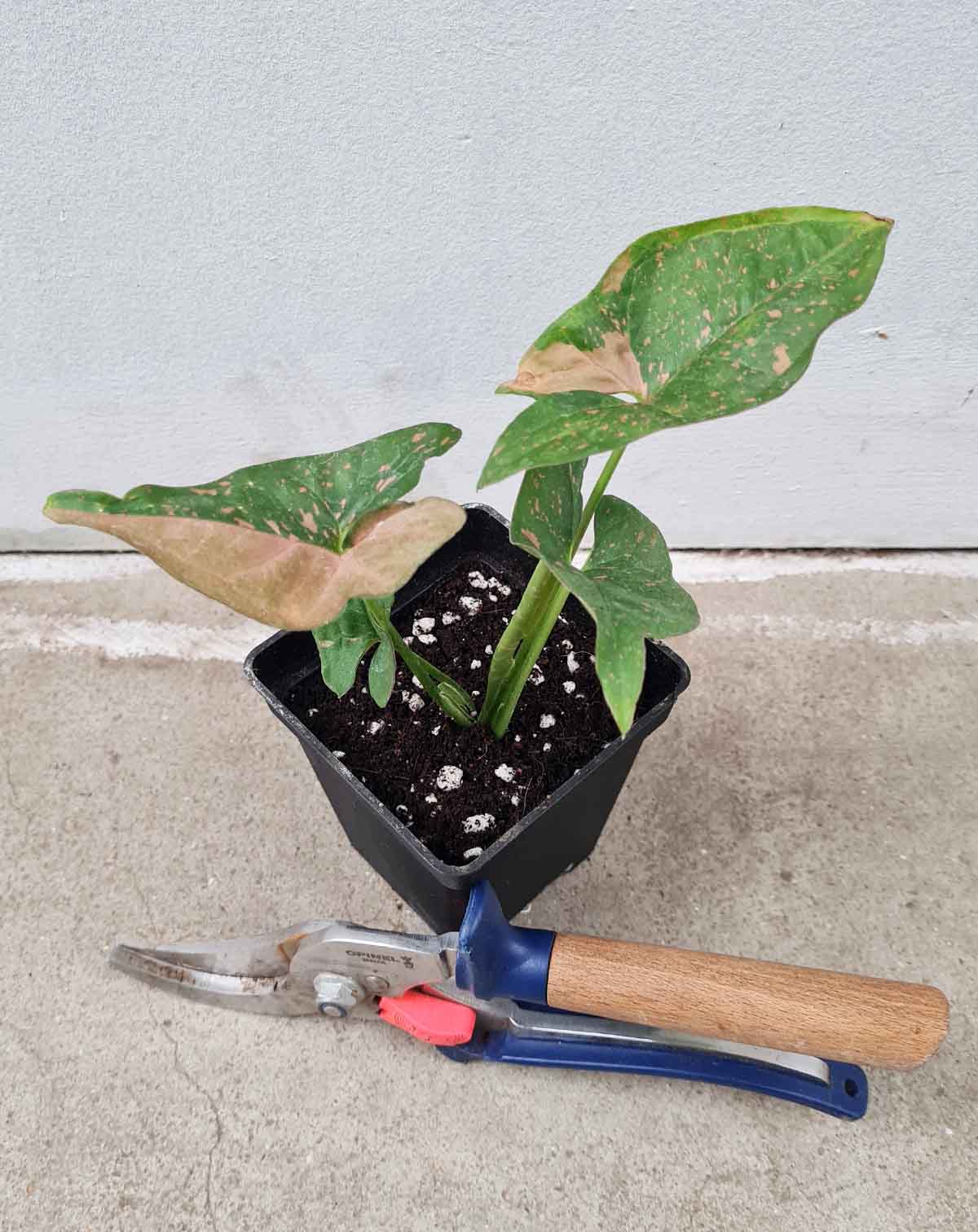 Syngonium podophyllum roseomaculata