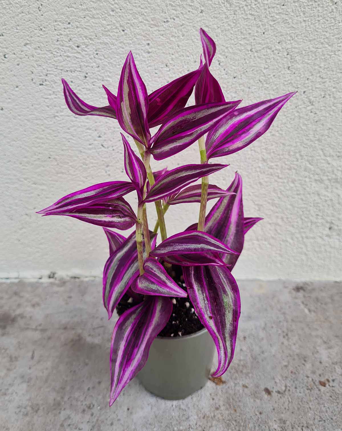 Tradescantia zebrina 'Pink Paradise'