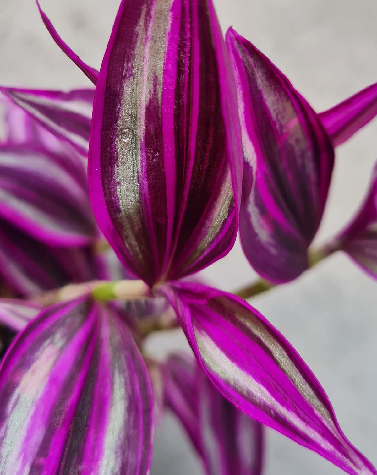 Tradescantia zebrina 'Pink Paradise'