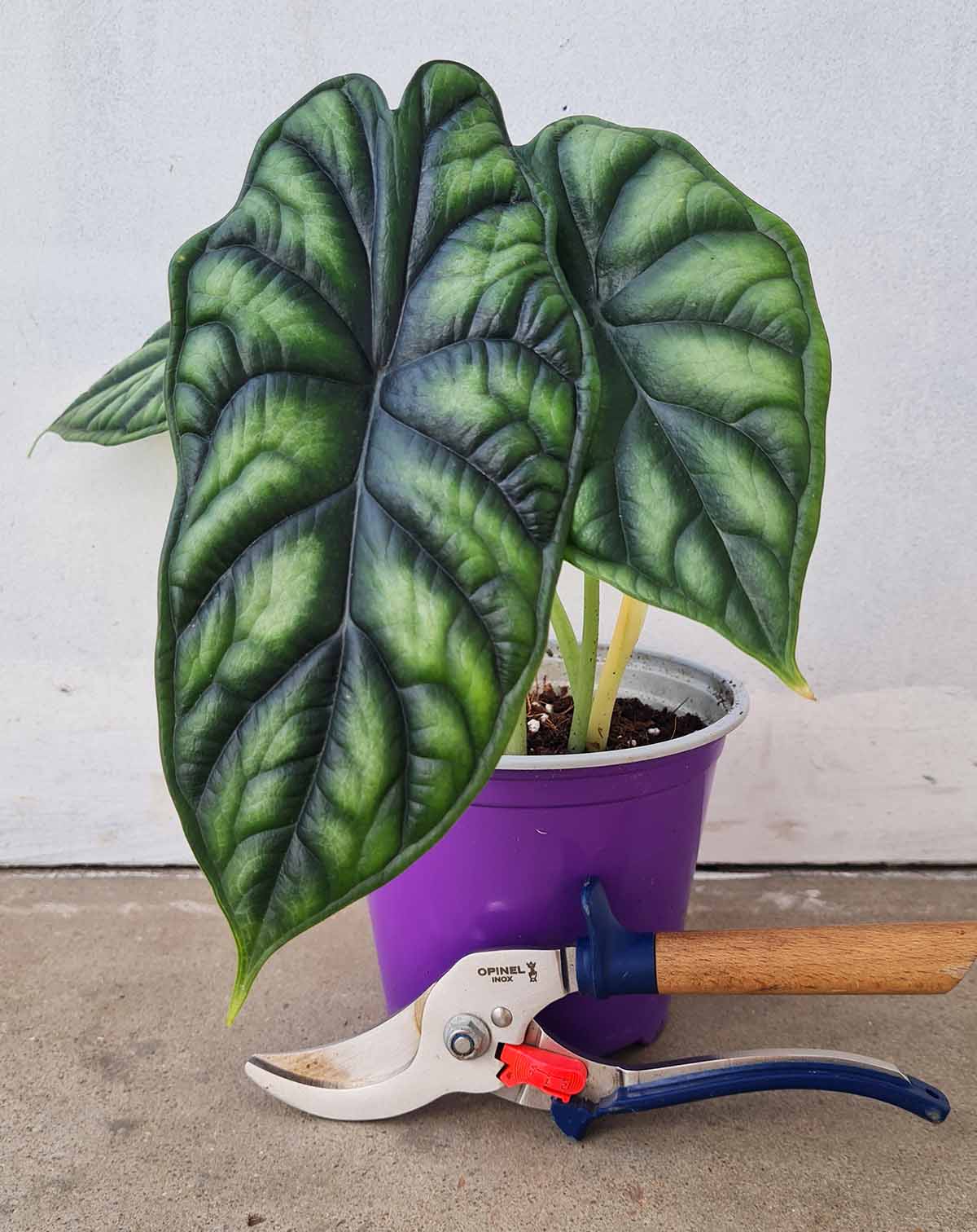 Alocasia baginda 'Dragon Scale' (7369091973273)