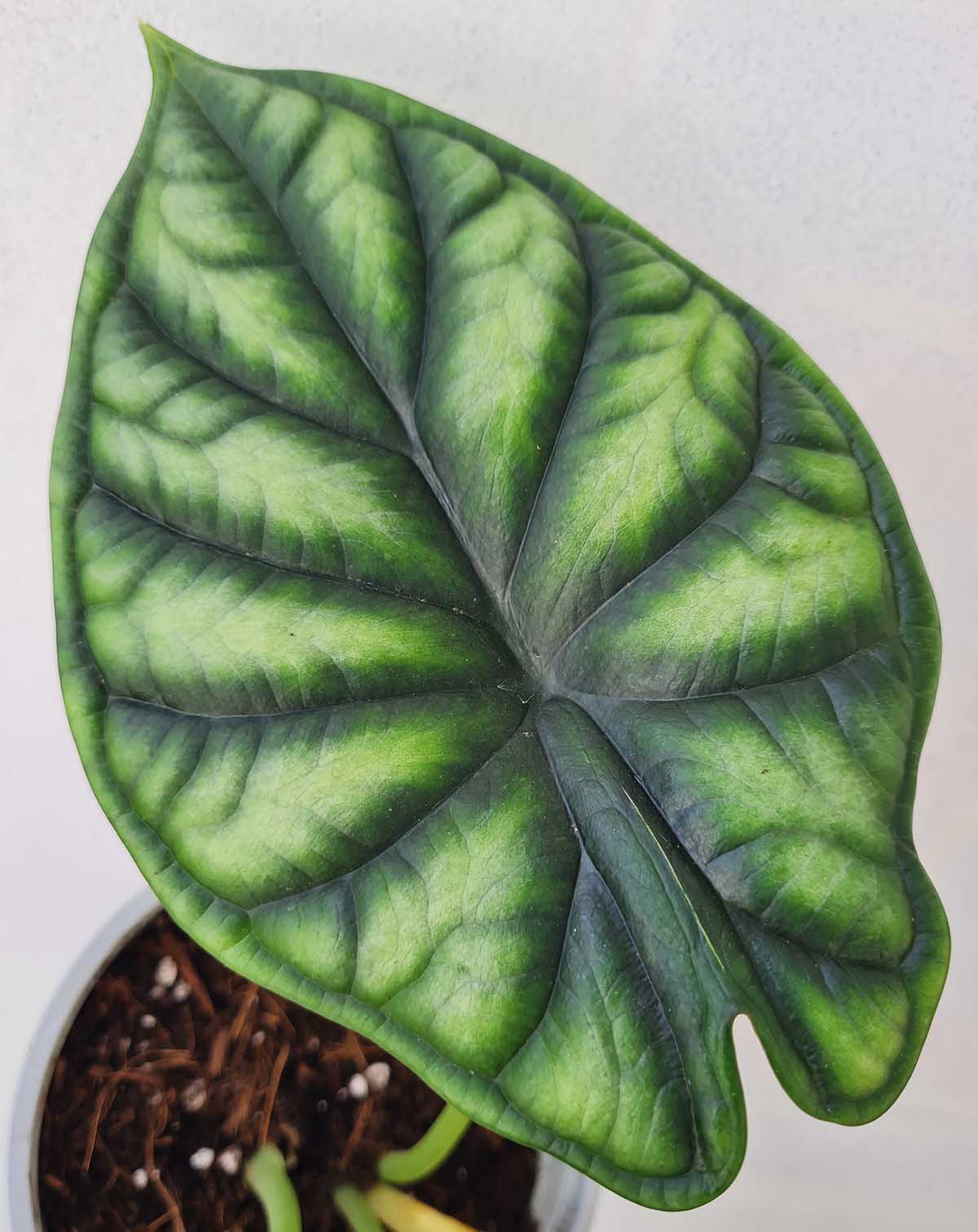 Alocasia baginda 'Dragon Scale' (7369091973273)