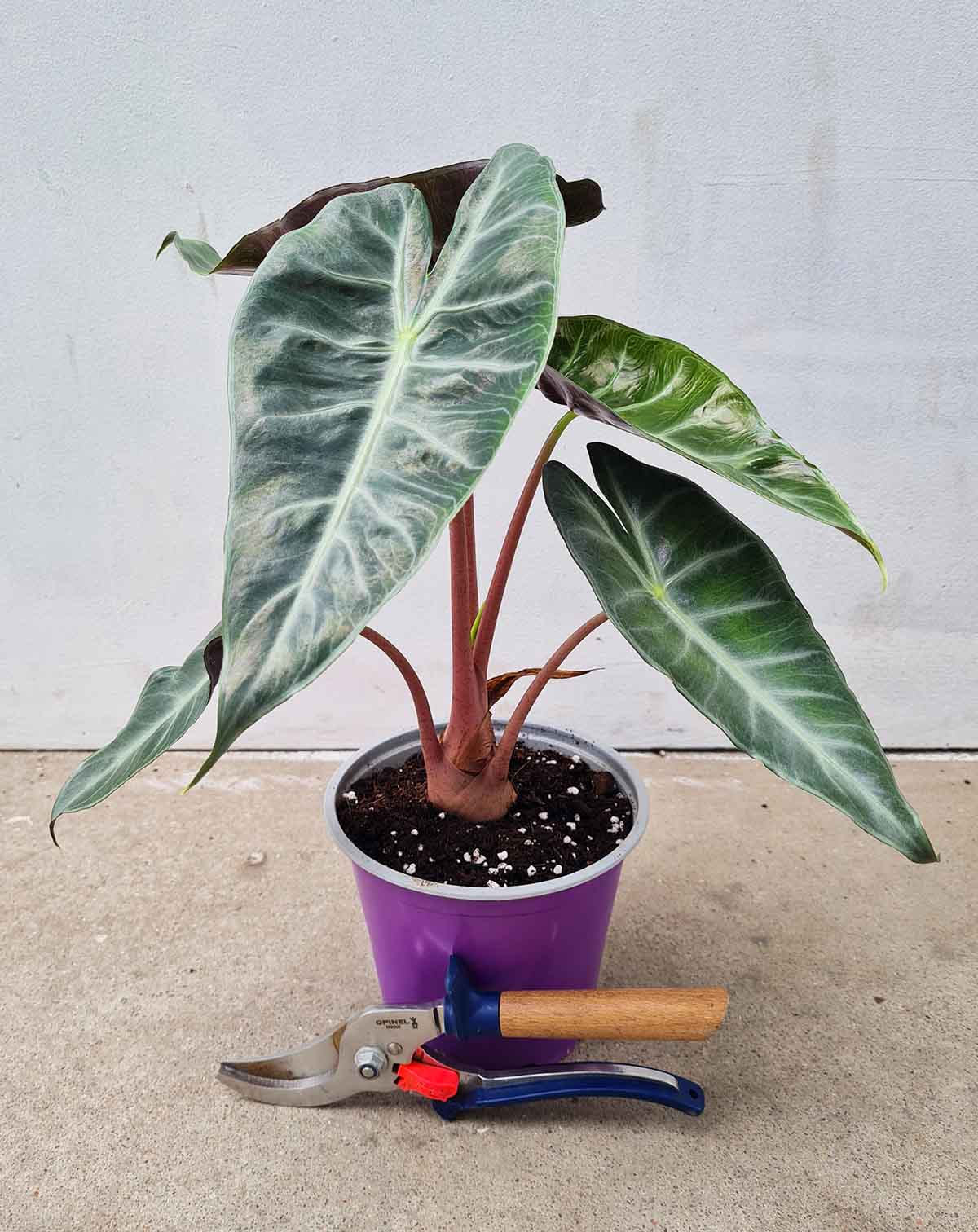 Alocasia 'Pink Dragon' (7277435420825)