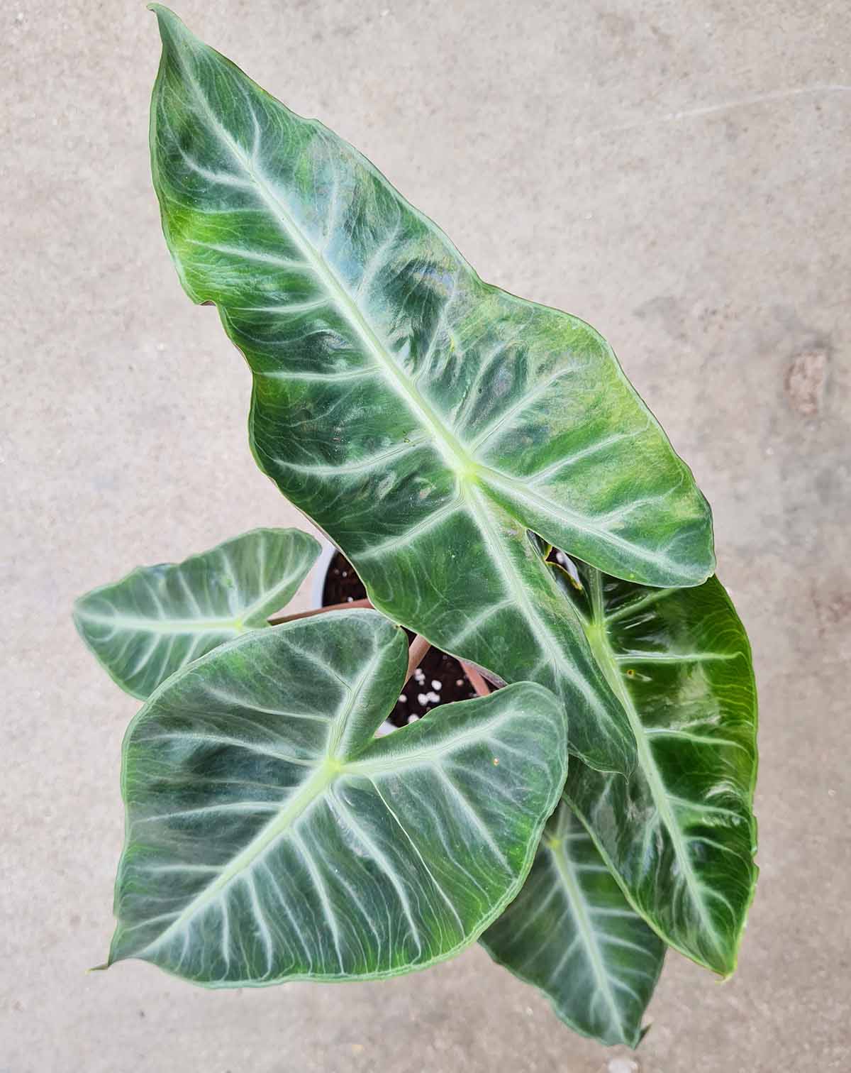 Alocasia 'Pink Dragon' (7277435420825)