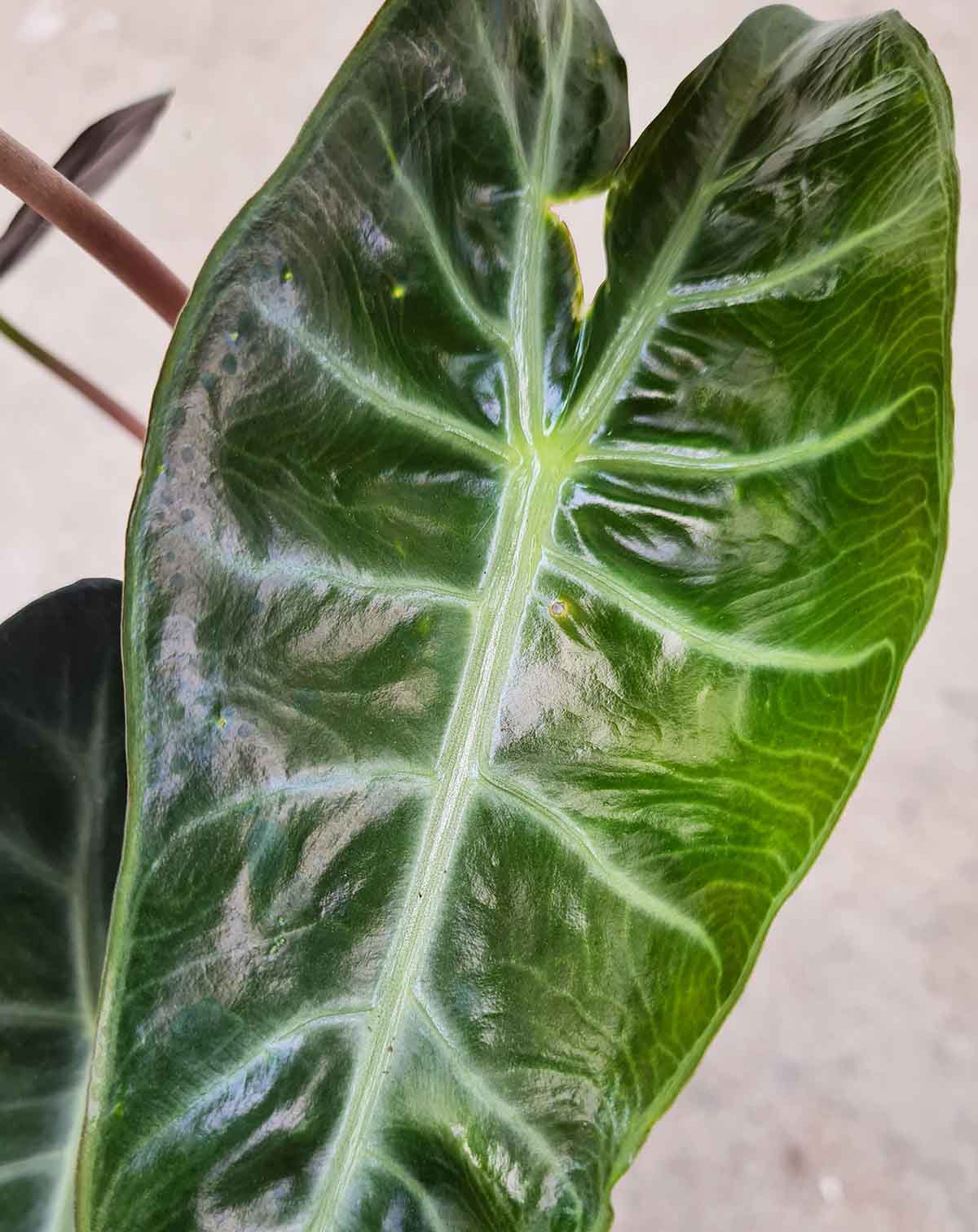 Alocasia 'Pink Dragon' (7277435420825)