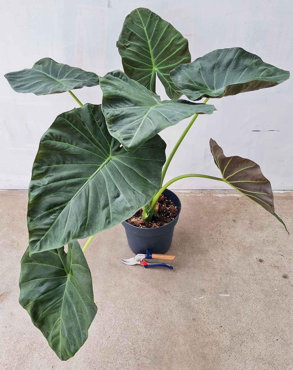 Alocasia 'Regal Shields' (7473280123033)