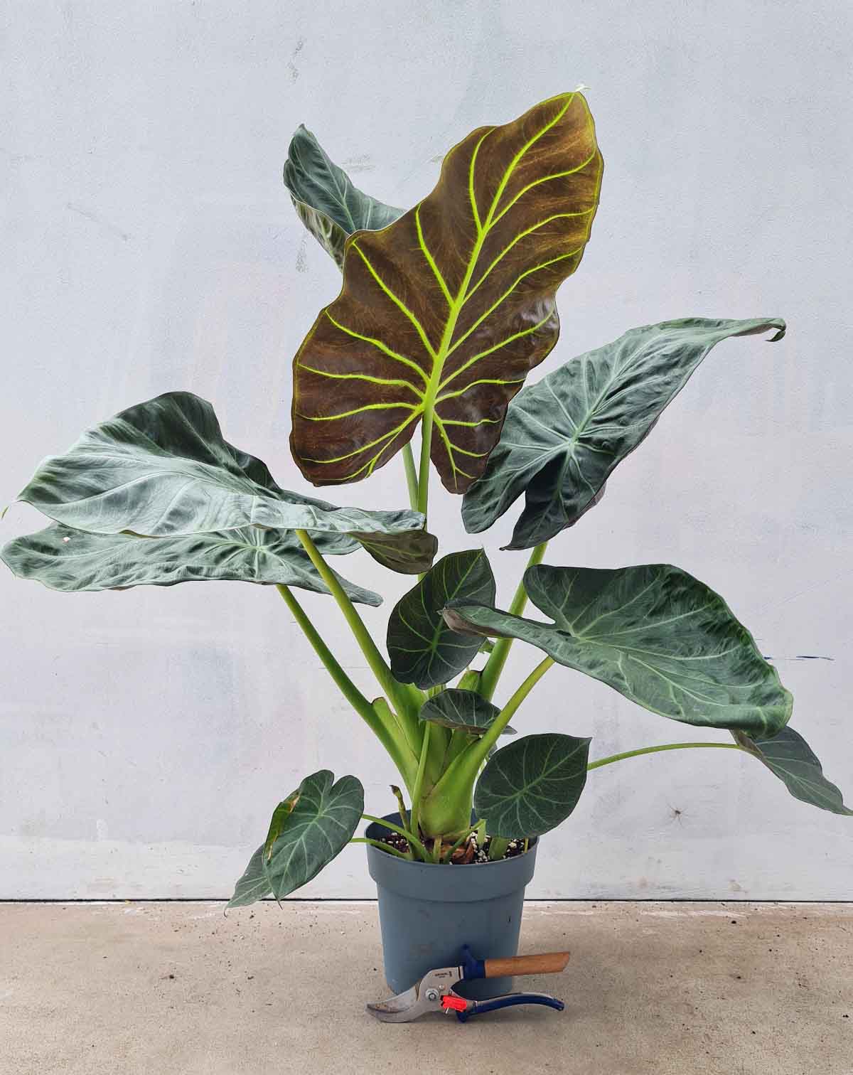 Alocasia 'Regal Shields' (7473280123033)