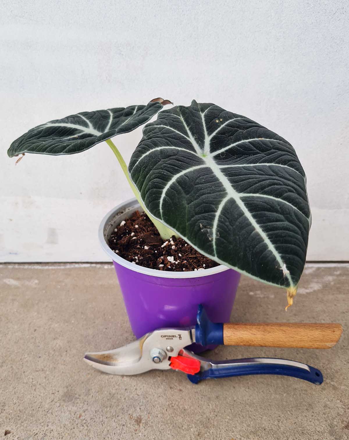 Alocasia reginula 'Black Velvet' (7369091448985)