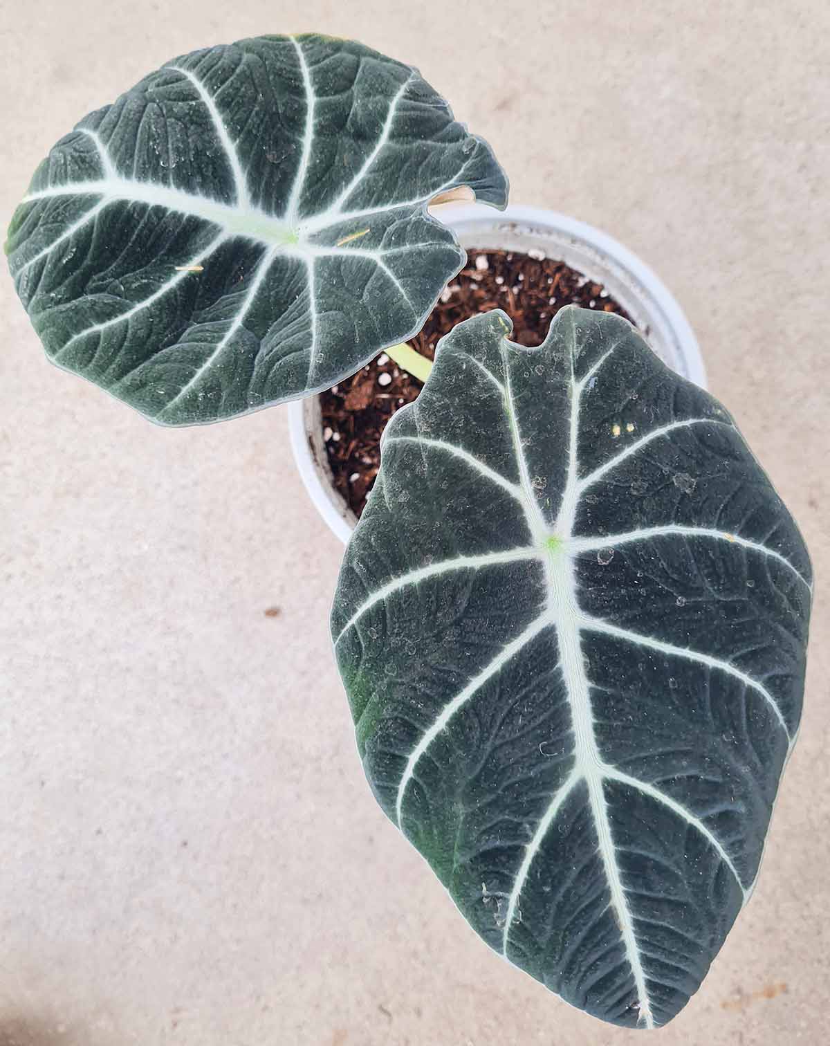 Alocasia reginula 'Black Velvet' (7369091448985)