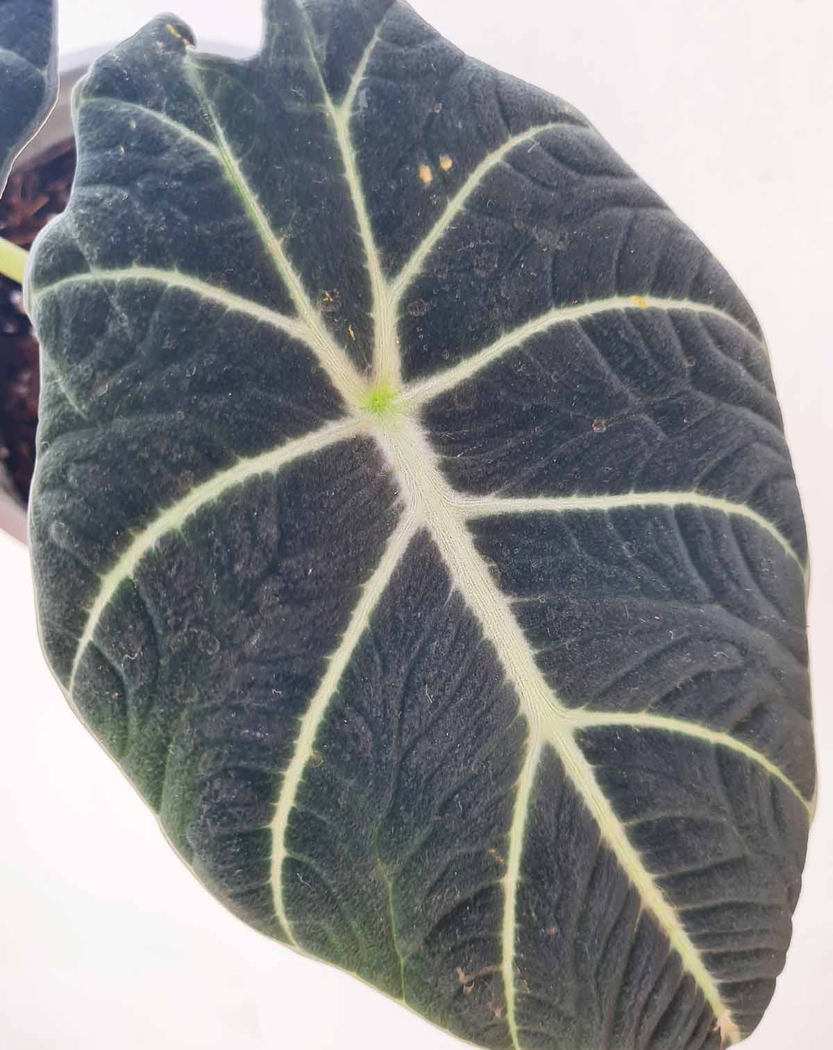 Alocasia reginula 'Black Velvet' (7369091448985)