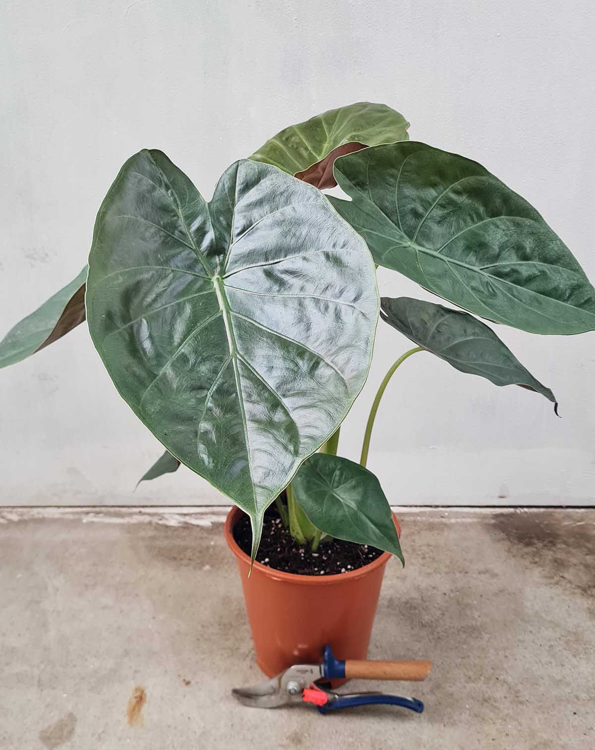 Alocasia wentii (7608387502233)