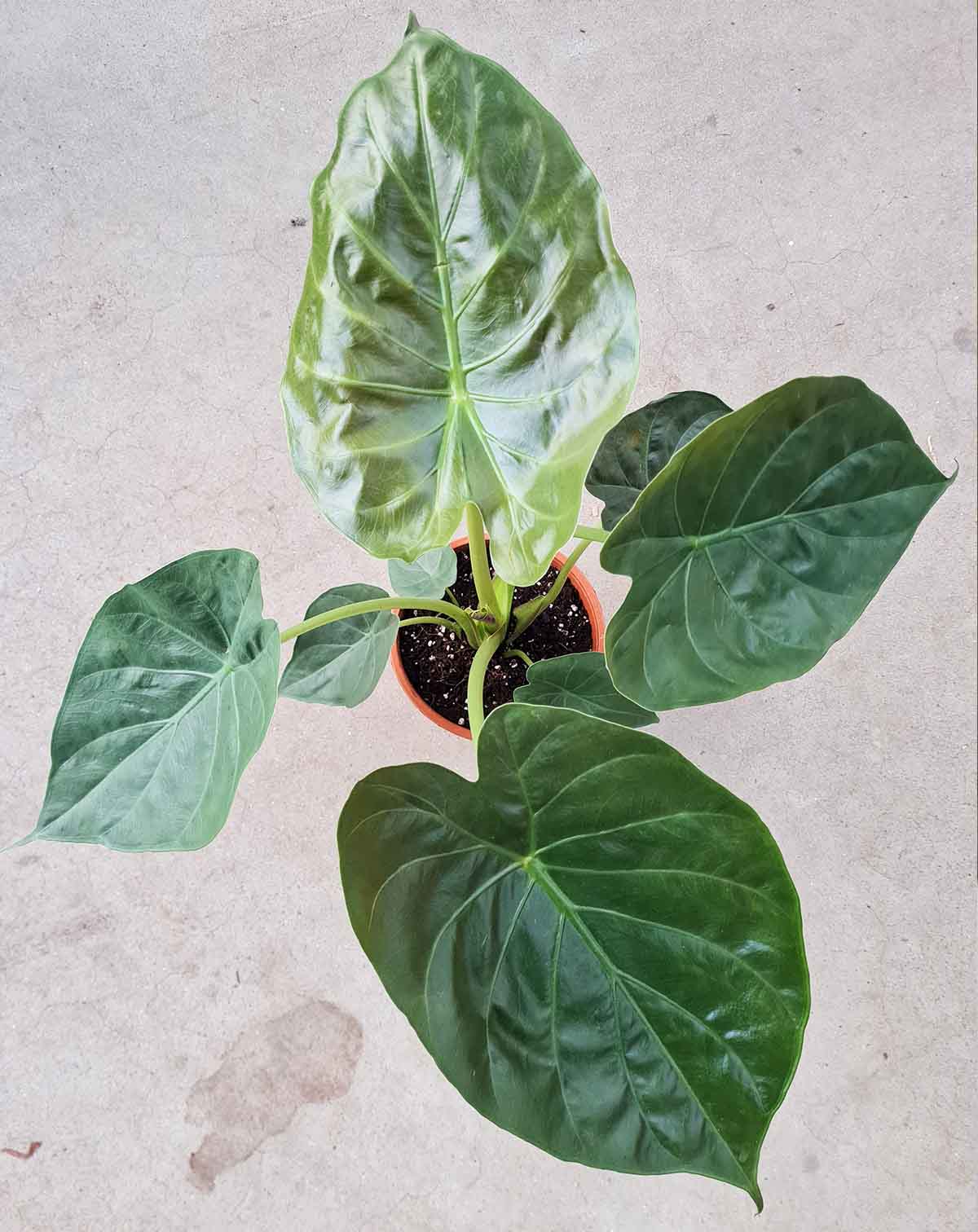 Alocasia wentii (7608387502233)