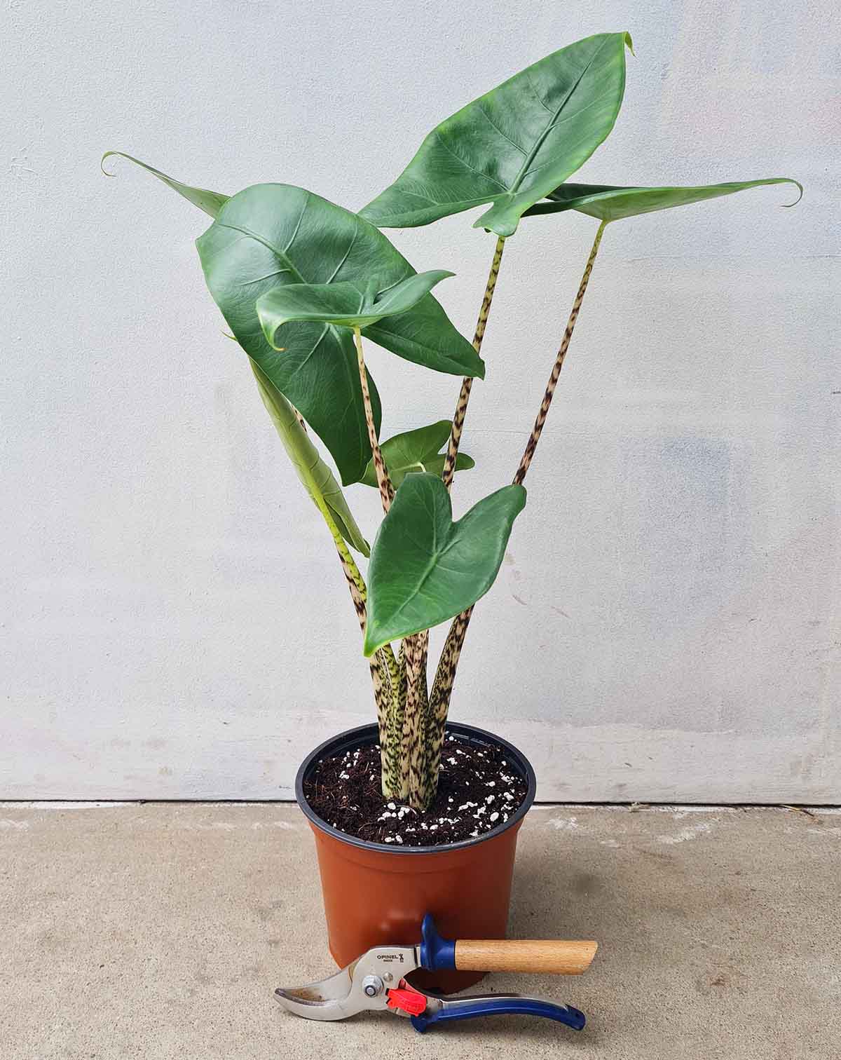 Alocasia zebrina (7397865291929)