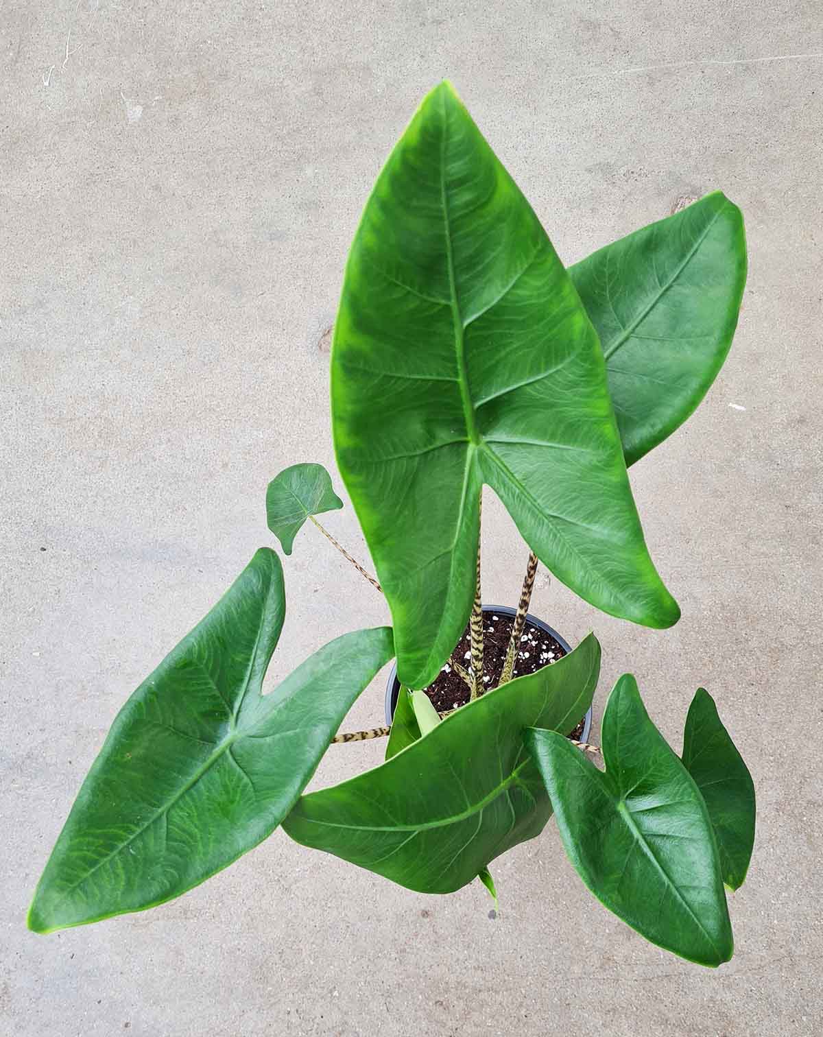 Alocasia zebrina (7397865291929)