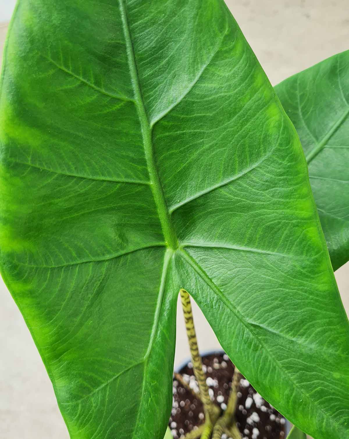 Alocasia zebrina (7397865291929)