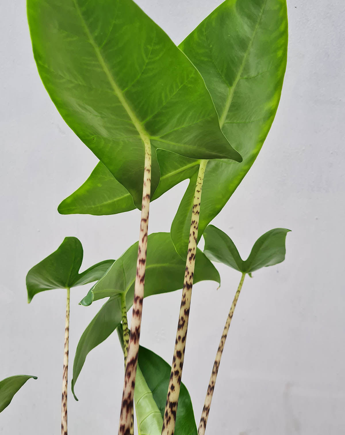 Alocasia zebrina (7397865291929)