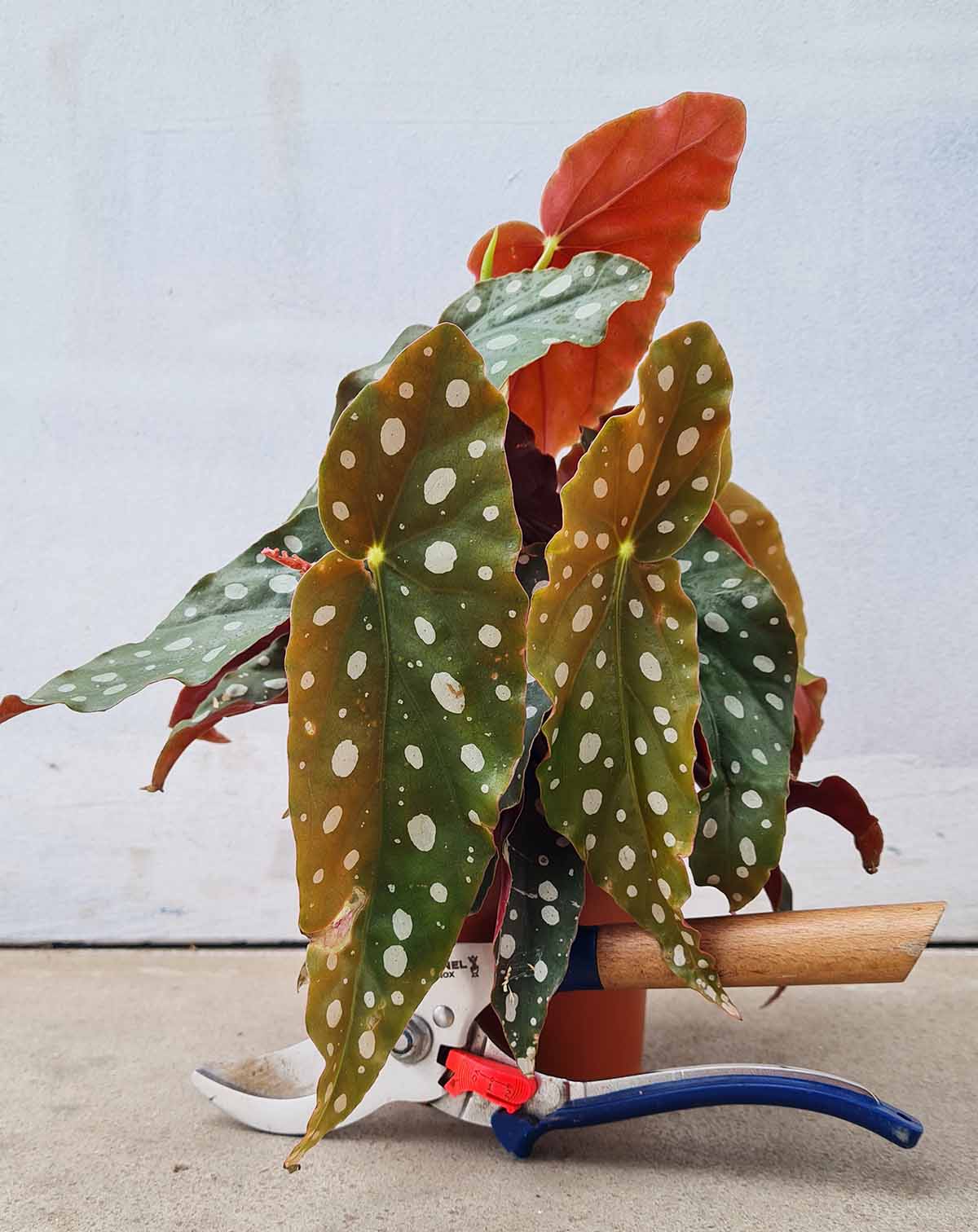 Begonia maculata (7363519611033)