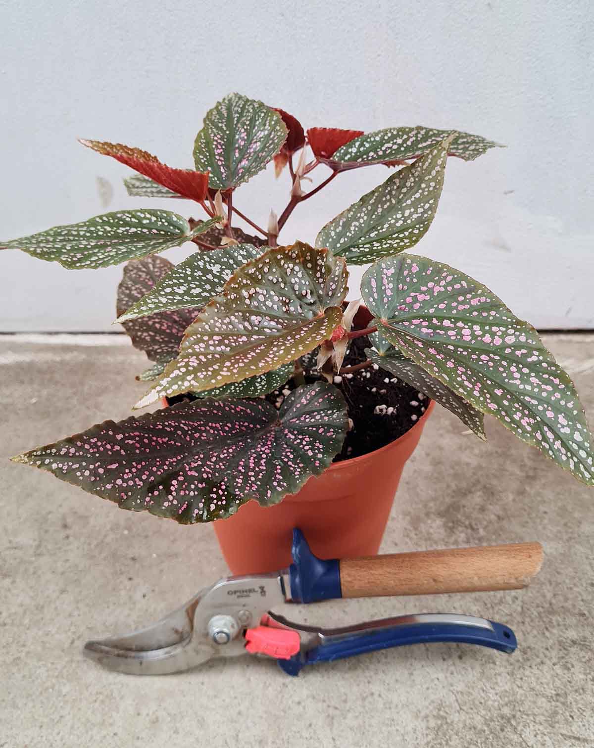 Begonia 'Polka Dot Pink'