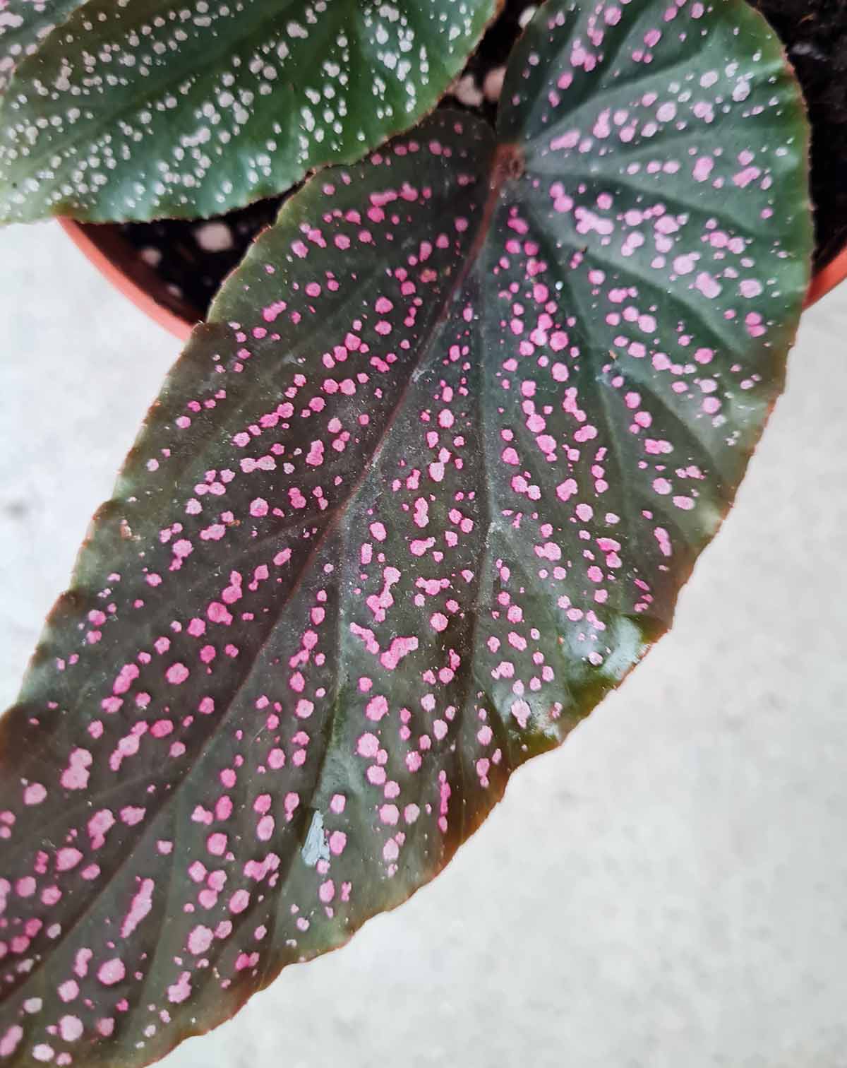 Begonia 'Polka Dot Pink'